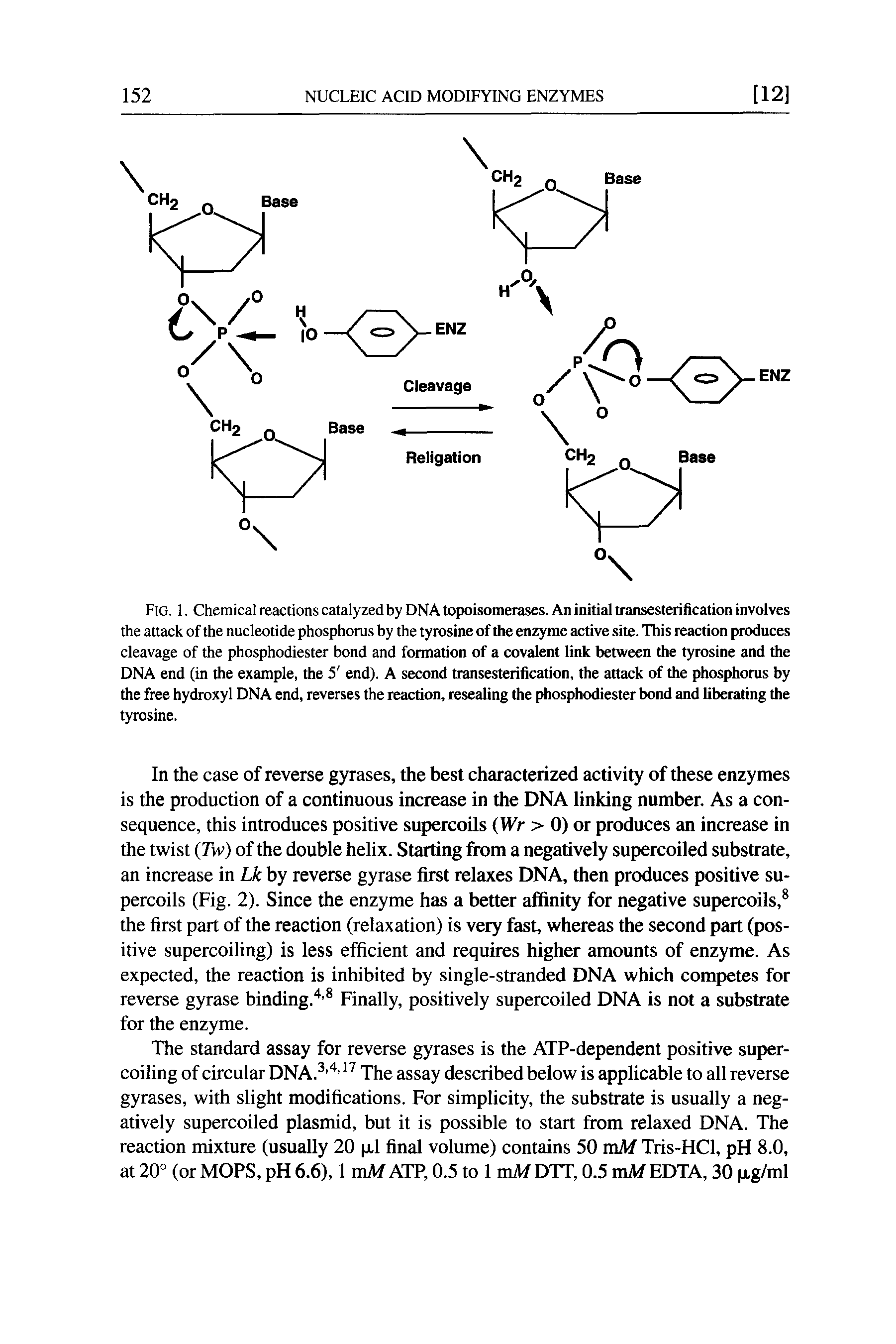 Fig. 1. Chemical reactions catalyzed by DNA topoisomerases. An initial transesterilication involves the attack of the nucleotide phosphorus by the tyrosine of the enzyme active site. This reaction produces cleavage of the phosphodiester bond and formation of a covalent link between the tyrosine and the DNA end (in the example, the 5 end). A second transesterilication, the attack of the phosphorus by the free hydroxyl DNA end, reverses the reaction, resealing the phosphodiester bond and liberating the tyrosine.