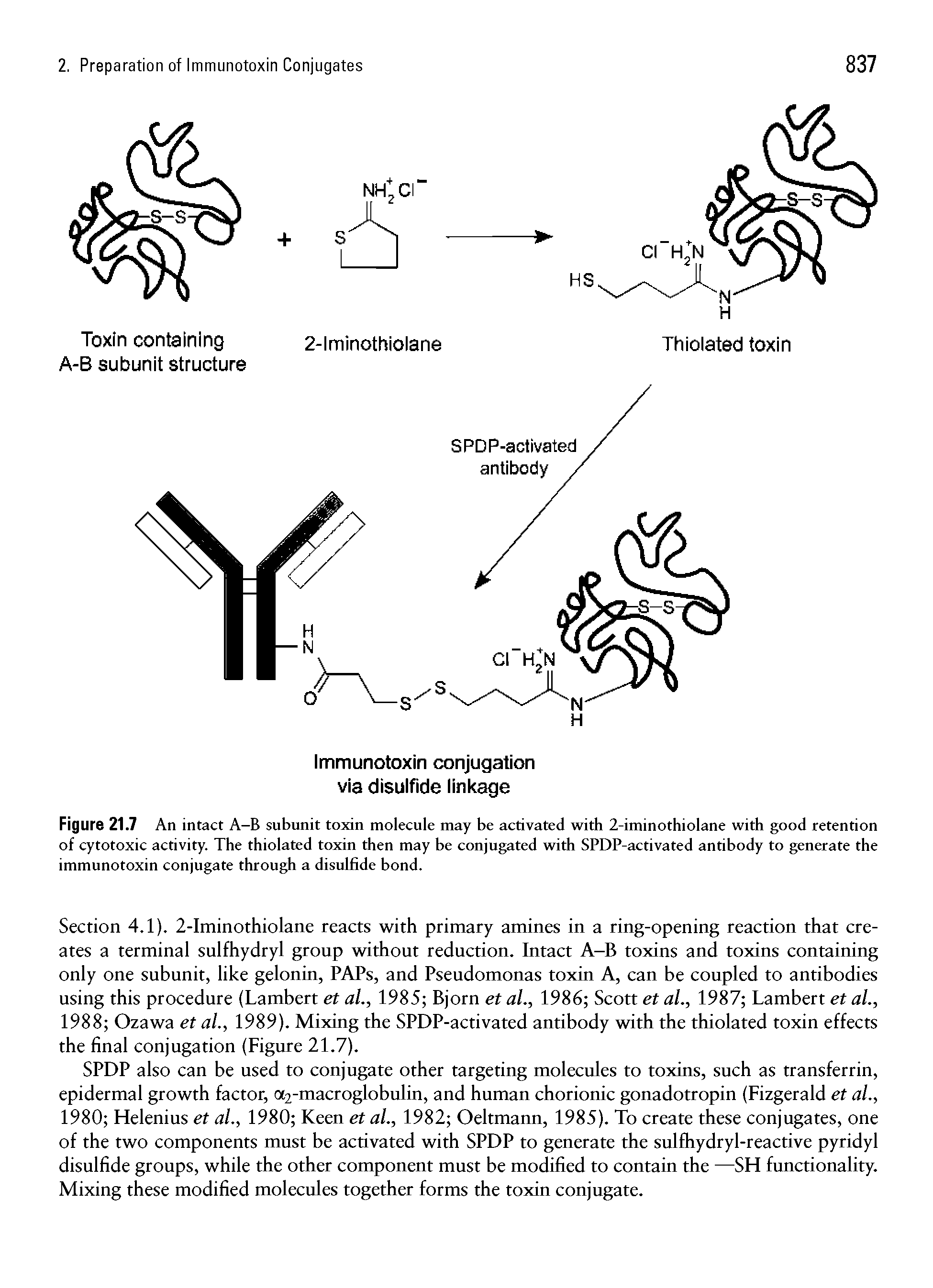 Figure 21.7 An intact A-B subunit toxin molecule may be activated with 2-iminothiolane with good retention of cytotoxic activity. The thiolated toxin then may be conjugated with SPDP-activated antibody to generate the immunotoxin conjugate through a disulfide bond.