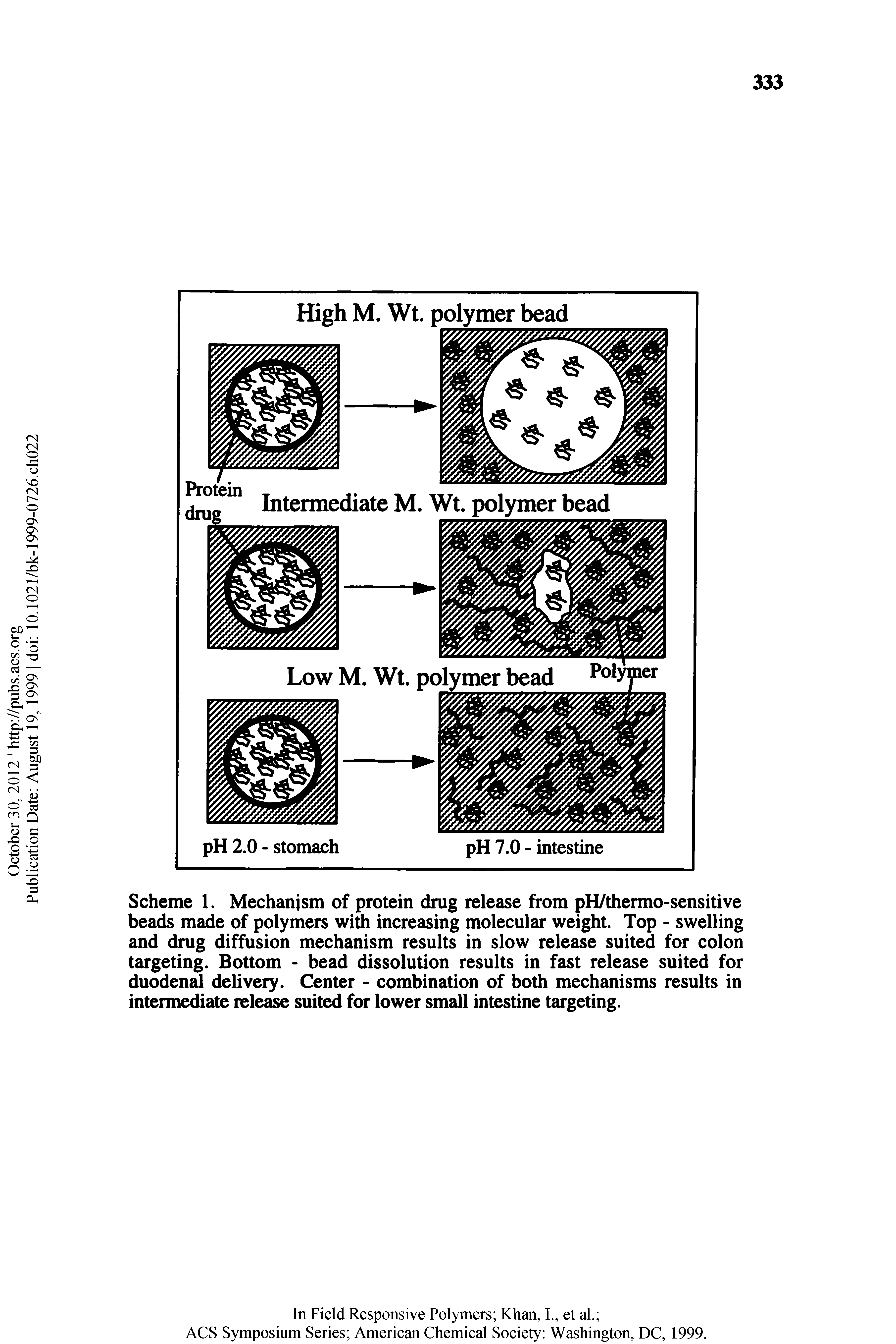 Scheme 1. Mechanism of protein drug release from pH/thermo-sensitive beads made of polymers with increasing molecular weight. Top - swelling and drug diffusion mechanism results in slow release suited for colon targeting. Bottom - bead dissolution results in fast release suited for duoden delivery. Center - combination of both mechanisms results in intermediate release suited for lower small intestine targeting.