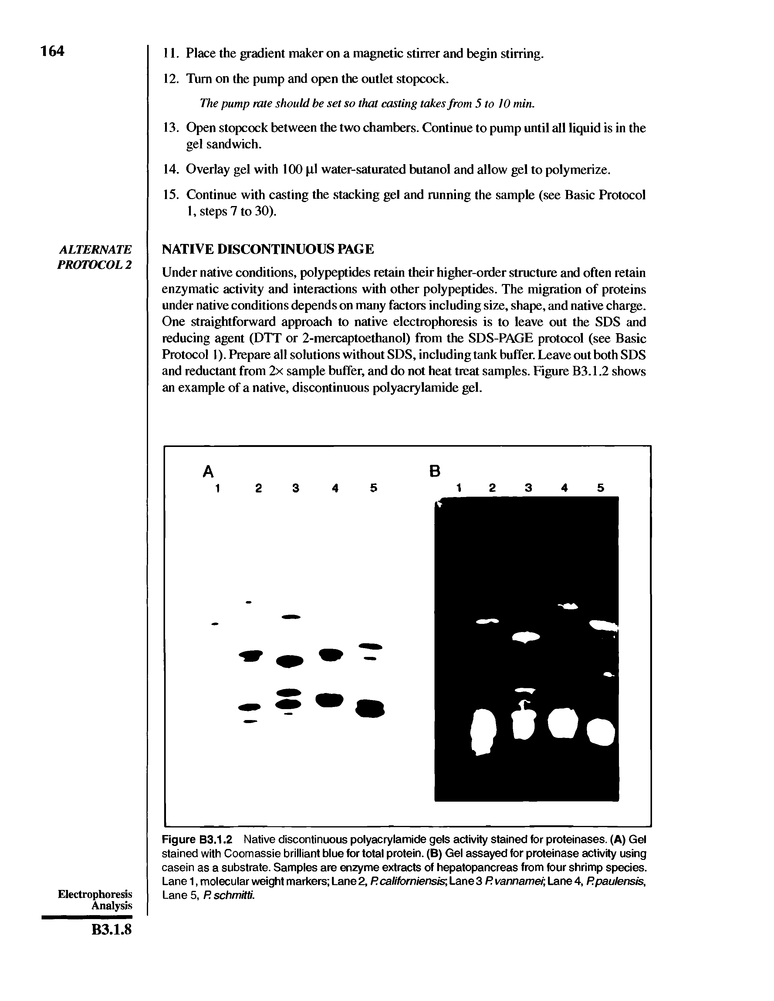 Figure B3.1.2 Native discontinuous polyacrylamide gels activity stained for proteinases. (A) Gel stained with Coomassie brilliant blue for total protein. (B) Gel assayed for proteinase activity using casein as a substrate. Samples are enzyme extracts of hepatopancreas from four shrimp species. Lane 1, molecular weight markers Lane 2, Rcaliforniensis Lane 3 R vannamei Lane 4, Rpaulensis, Lane 5, P. schmitti.