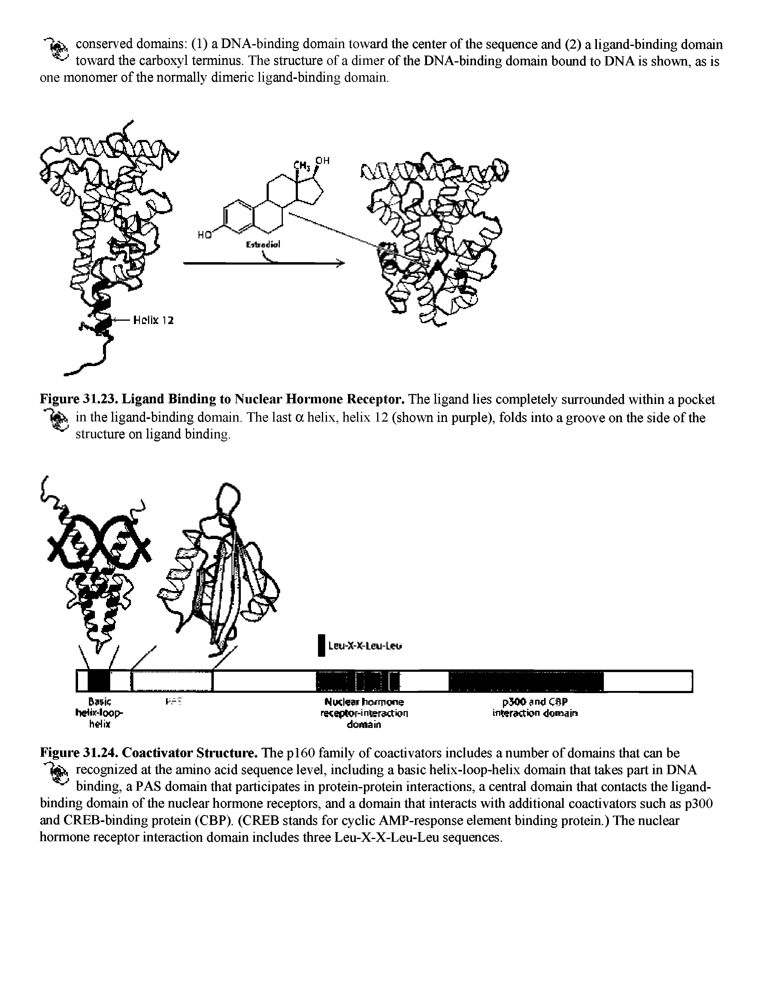 Figure 31.24. Coactivator Structure. The pi60 family of coactivators includes a number of domains that can be recognized at the amino acid sequence level, including a basic helix-loop-helix domain that takes part in DNA binding, a PAS domain that participates in protein-protein interactions, a central domain that contacts the ligandbinding domain of the nuclear hormone receptors, and a domain that interacts with additional coactivators such as p300 and CREB-binding protein (CBP). (CREB stands for cyclic AMP-response element binding protein.) The nuclear hormone receptor interaction domain includes three Leu-X-X-Leu-Leu sequences.