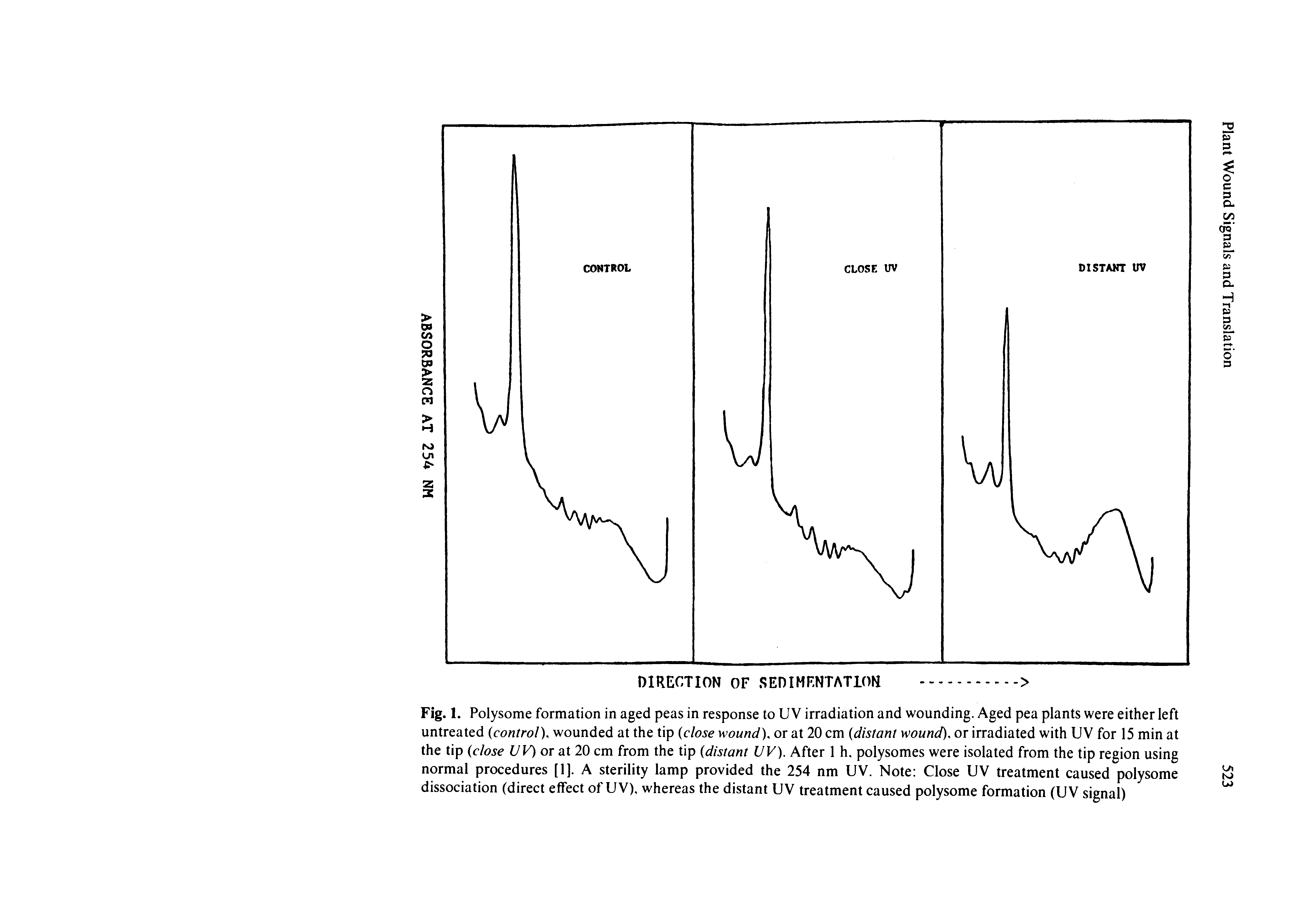 Fig. 1. Polysome formation in aged peas in response to U V irradiation and wounding. Aged pea plants were either left untreated control), wounded at the tip close wound), or at 20 cm distant wound), or irradiated with UV for 15 min at the tip close VV)or <ii 20 cm from the tip distant VV). After 1 h, polysomes were isolated from the tip region using normal procedures [1]. A sterility lamp provided the 254 nm UV. Note Close UV treatment caused polysome dissociation (direct effect of UV), whereas the distant UV treatment caused polysome formation (UV signal)...
