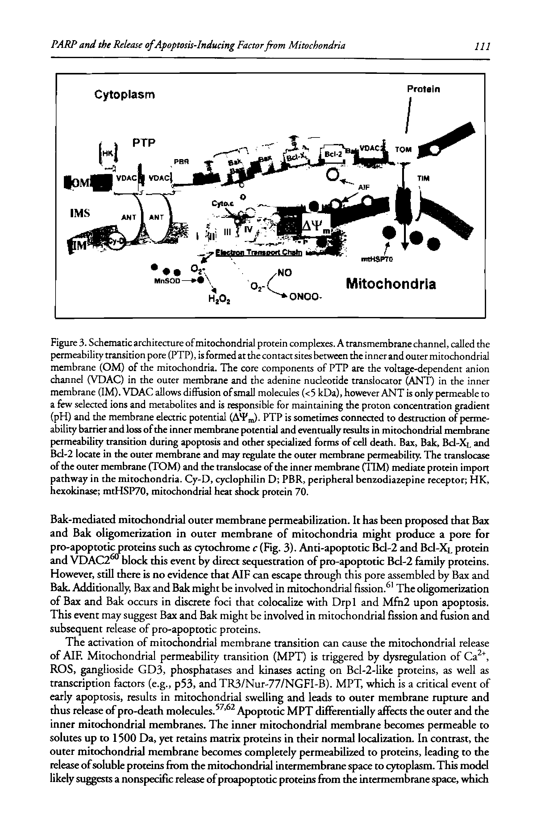 Figure 3. Schematic architecture of mitochondrial protein complexes. A transmembrane channel, called the permeability transition pore (FTP), is formed at the contaa sites between the inner and outer mitochondrial membrane (OM) of the mitochondria. The core components of PTP are the voltage-dependent anion channel (VDAC) in the outer membrane and the adenine nucleotide translocator (ANT) in the inner membrane (IM). VDAC allows diilusion of small molecules (<5 kDa), however ANT is only permeable to a few selected ions and metabolites and is responsible for maintaining the proton concentration gradient (pH) and the membrane elearic potential (A P,J. PTP is sometimes connected to destruction of permeability barrier and loss of the inner membrane potential and eventually results in mitochondrial membrane permeability transition during apoptosis and other specialized forms of cell death. Bax, Bak, Bc1-Xl and Bcl-2 locate in the outer membrane and may regulate the outer membrane permeability. The translocase of the outer membrane (TOM) and the translocase of the inner membrane (TlM) mediate protein import pathway in the mitochondria. Cy-D, cyclophilin D PBR, peripheral benzodiazepine receptor HK, hexokinase mtHSP70, mitochondrial heat shock protein 70.