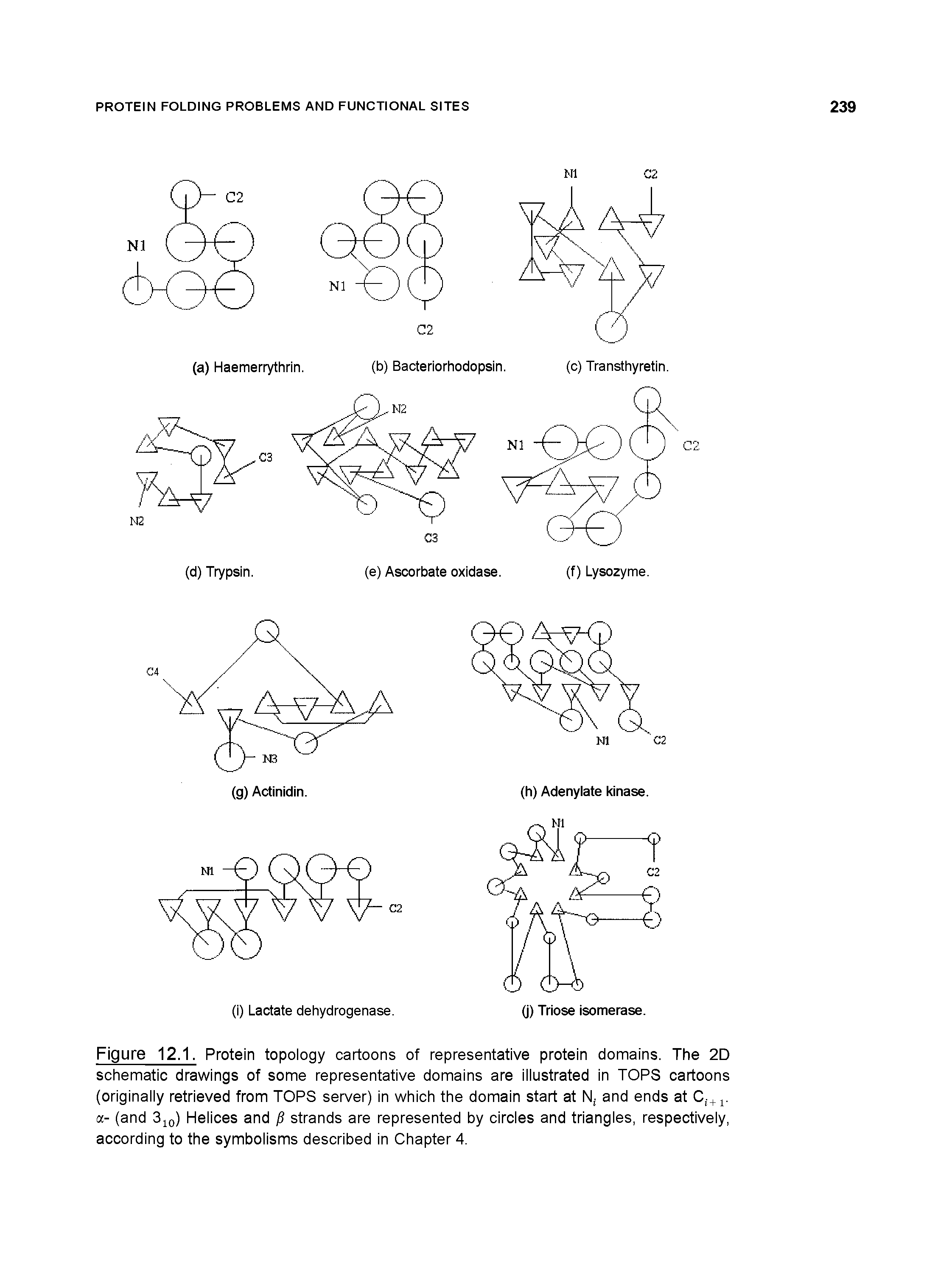 Figure 12.1. Protein topology cartoons of representative protein domains. The 2D schematic drawings of some representative domains are illustrated in TOPS cartoons (originally retrieved from TOPS server) in which the domain start at N and ends at Ci+1. a- (and 310) Helices and / strands are represented by circles and triangles, respectively, according to the symbolisms described in Chapter 4.