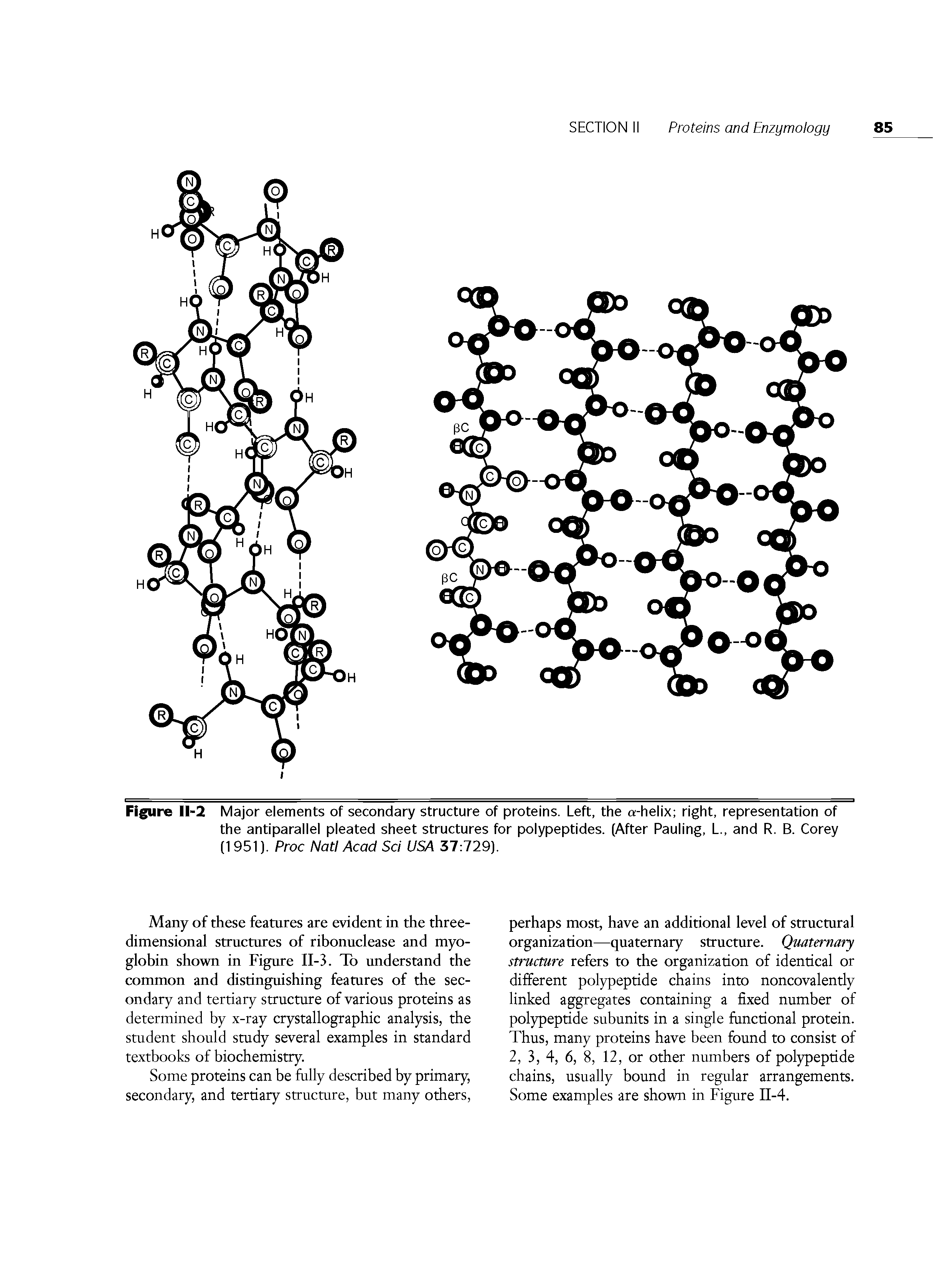 Figure II-2 Major elements of secondary structure of proteins. Left, the a-helix right, representation of the antiparallel pleated sheet structures for polypeptides. (After Pauling, L., and R. B. Corey (1951). Proc Natl Acad Sci USA 37 729).