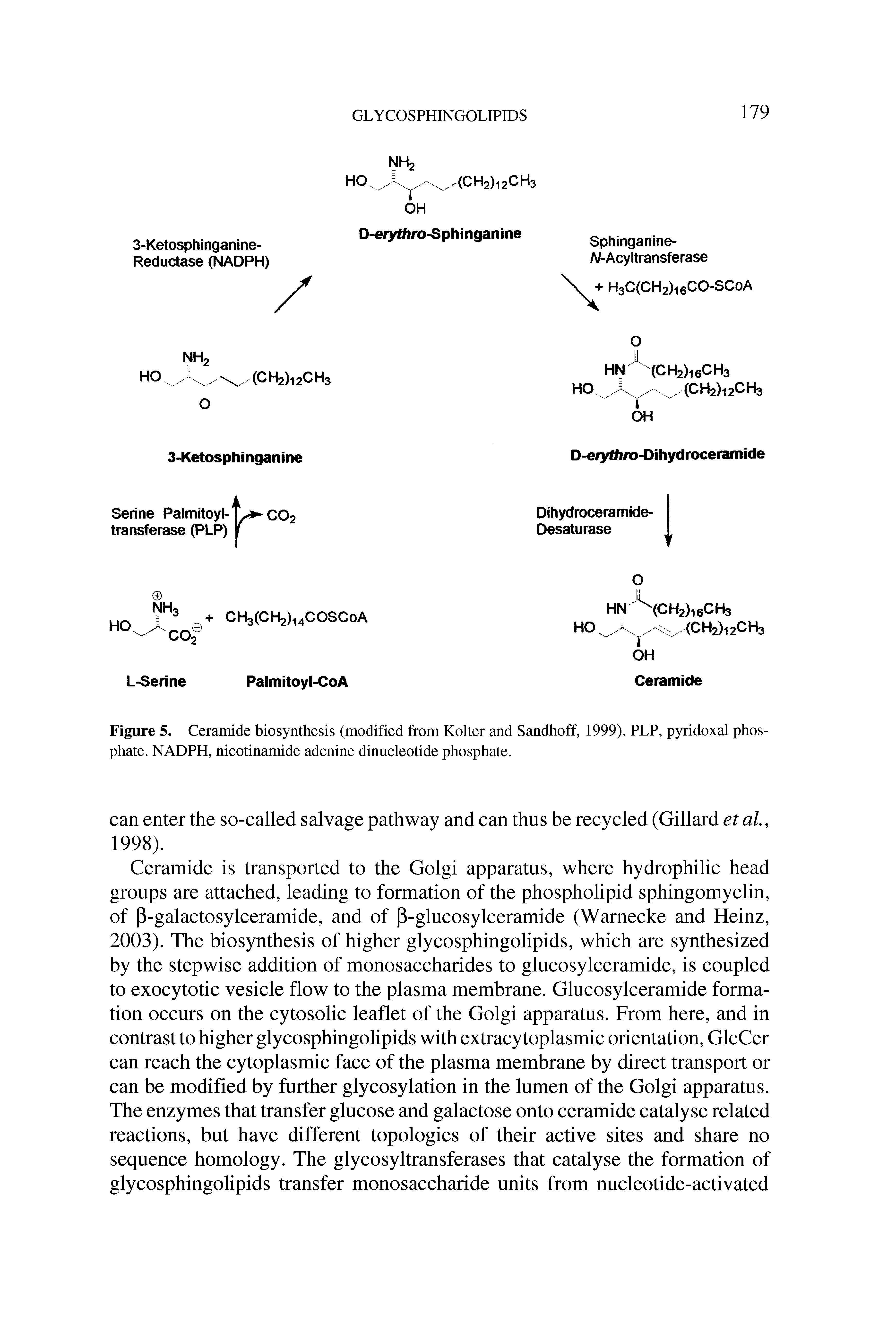 Figure 5. Ceramide biosynthesis (modified from Kolter and Sandhoff, 1999). PLP, pyridoxal phosphate. NADPH, nicotinamide adenine dinucleotide phosphate.