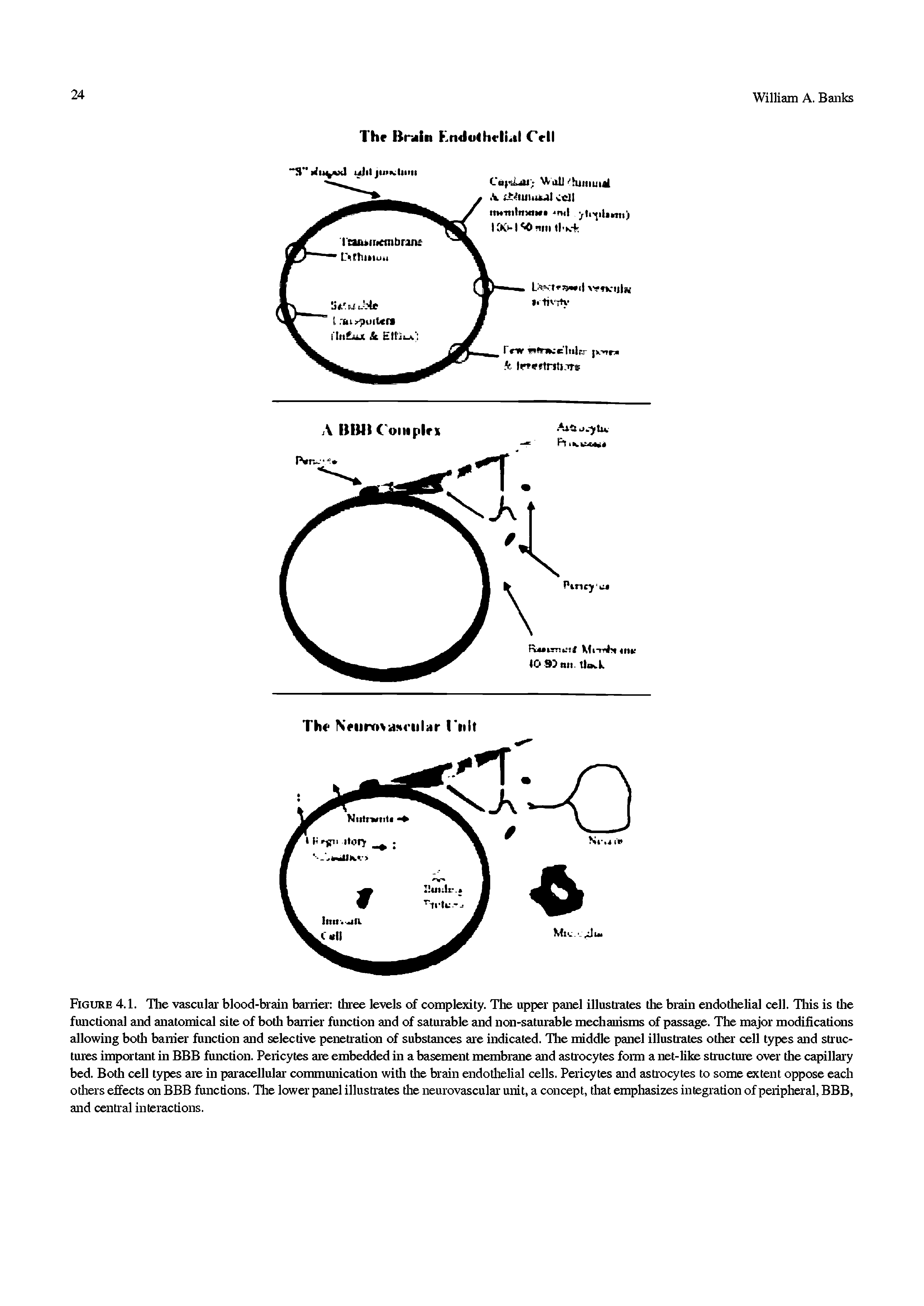 Figure 4.1. Tlie vasculai blood-brain barrier tliree levels of complexity. The upper panel illustrates tlie brain endotlielial cell. Tliis is tlie functional and anatomical site of botli banier function and of saturable and non-saturable mechanisms of passage. The major modifications allowing botli banier function and selective penetration of substances ai e indicated. Tlie middle panel illustrates otlier cell types and sti uc-tures important in BBB function. Pericytes are embedded in a basement membrane and asti ocytes foim a net-like structure over tlie capillary bed. Botli cell types are in paracellular communication witli tlie brain endotlielial cells. Pericytes and asti ocytes to some extent oppose each o tilers effects on BBB functions. Tlie lower panel illusti ates tlie neurovasculai unit, a concept, tliat emphasizes inlegration of peripheral, BBB, and centi al inleractions.