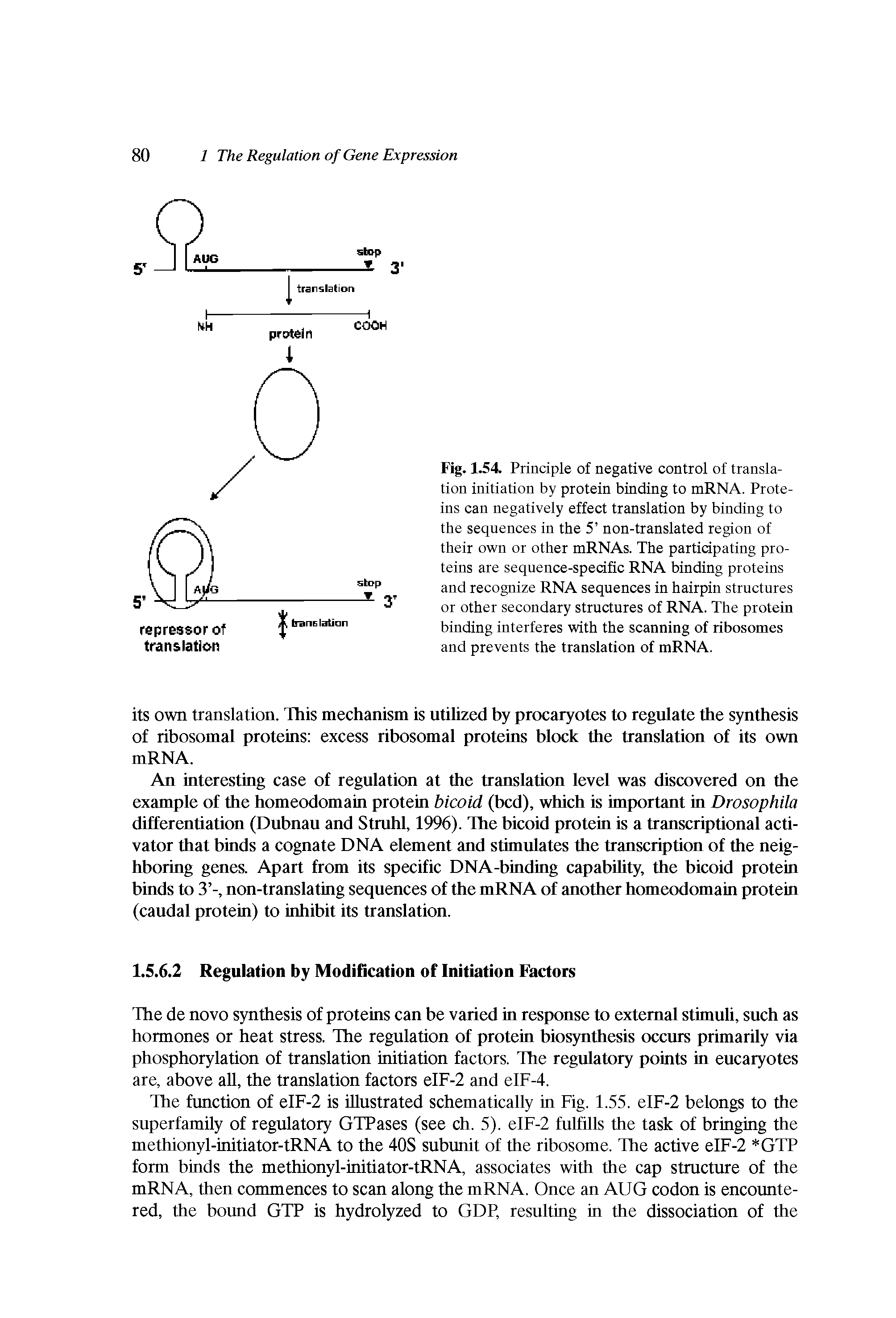 Fig. 1.54 Principle of negative control of translation initiation by protein binding to mRNA. Proteins can negatively effect translation by binding to the sequences in the 5 non-translated region of their own or other mRNAs. The participating proteins are sequence-specific RNA binding proteins and recognize RNA sequences in hairpin structures or other secondary structures of RNA. The protein binding interferes with the scanning of ribosomes and prevents the translation of mRNA.