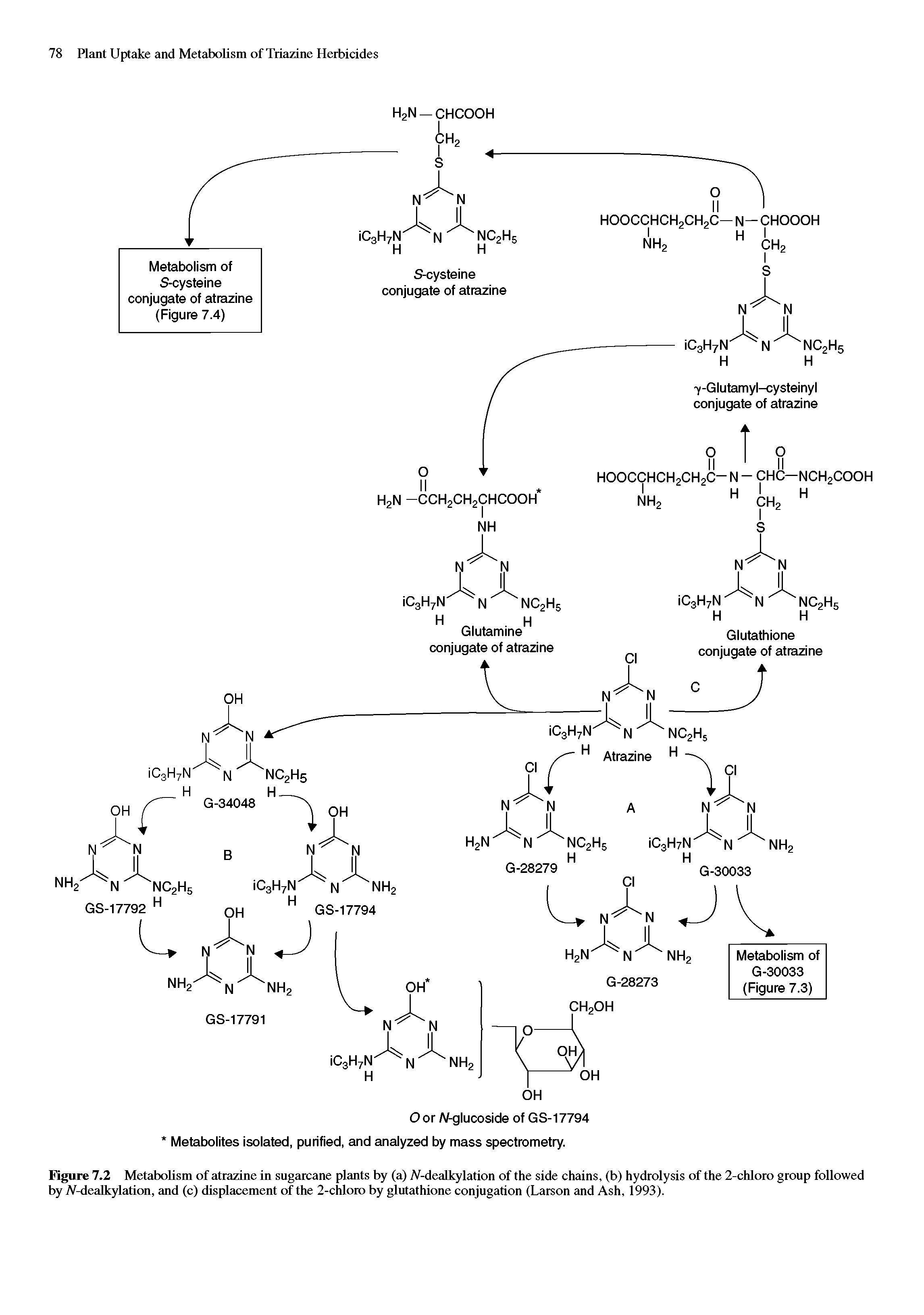 Figure 7.2 Metabolism of atrazine in sugarcane plants by (a) ALdcal kylation of the side chains, (b) hydrolysis of the 2-chloro group followed by JV-dealkylation, and (c) displacement of the 2-chloro by glutathione conjugation (Larson and Ash, 1993).