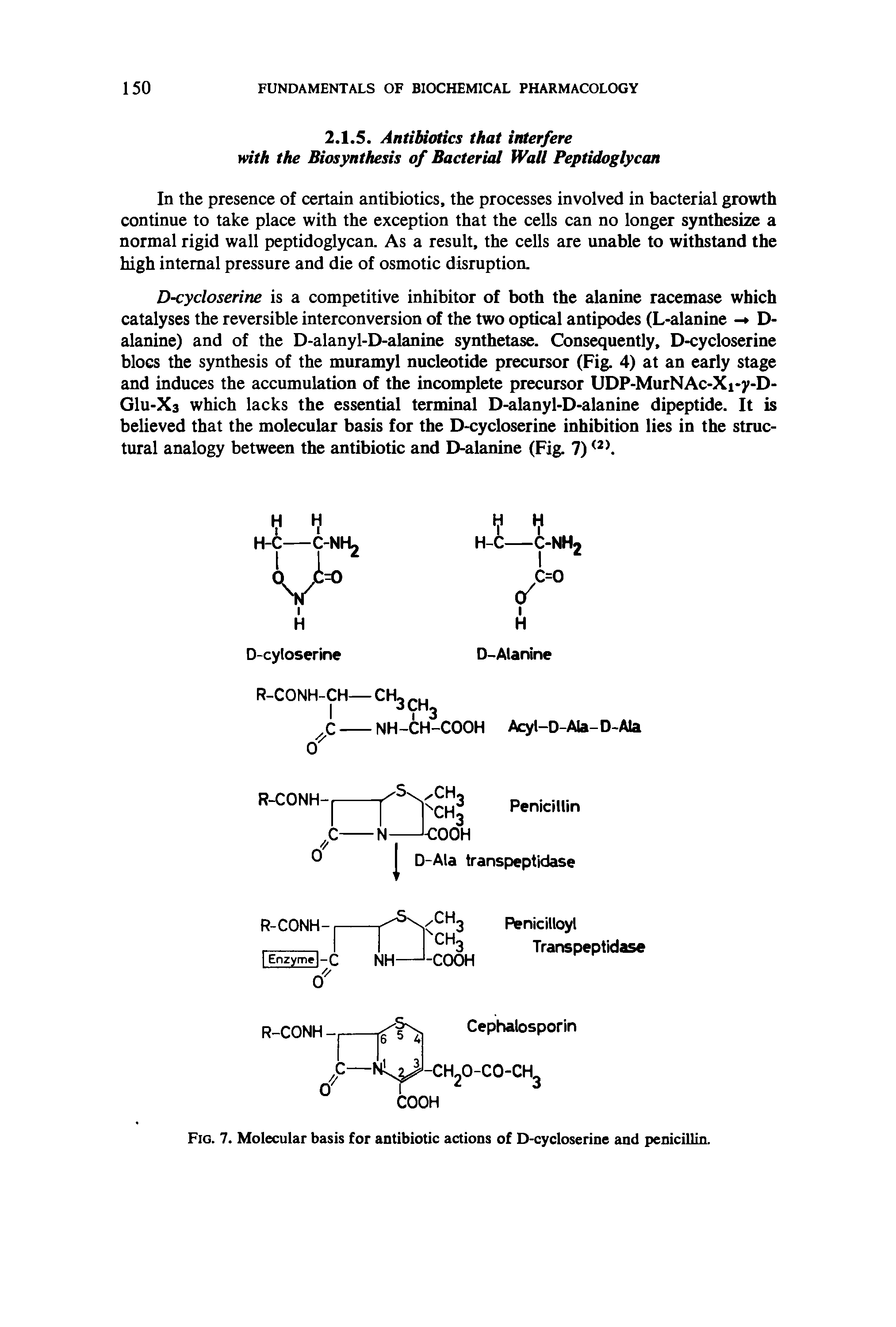 Fig. 7. Molecular basis for antibiotic actions of D-cycloserine and penicillin.