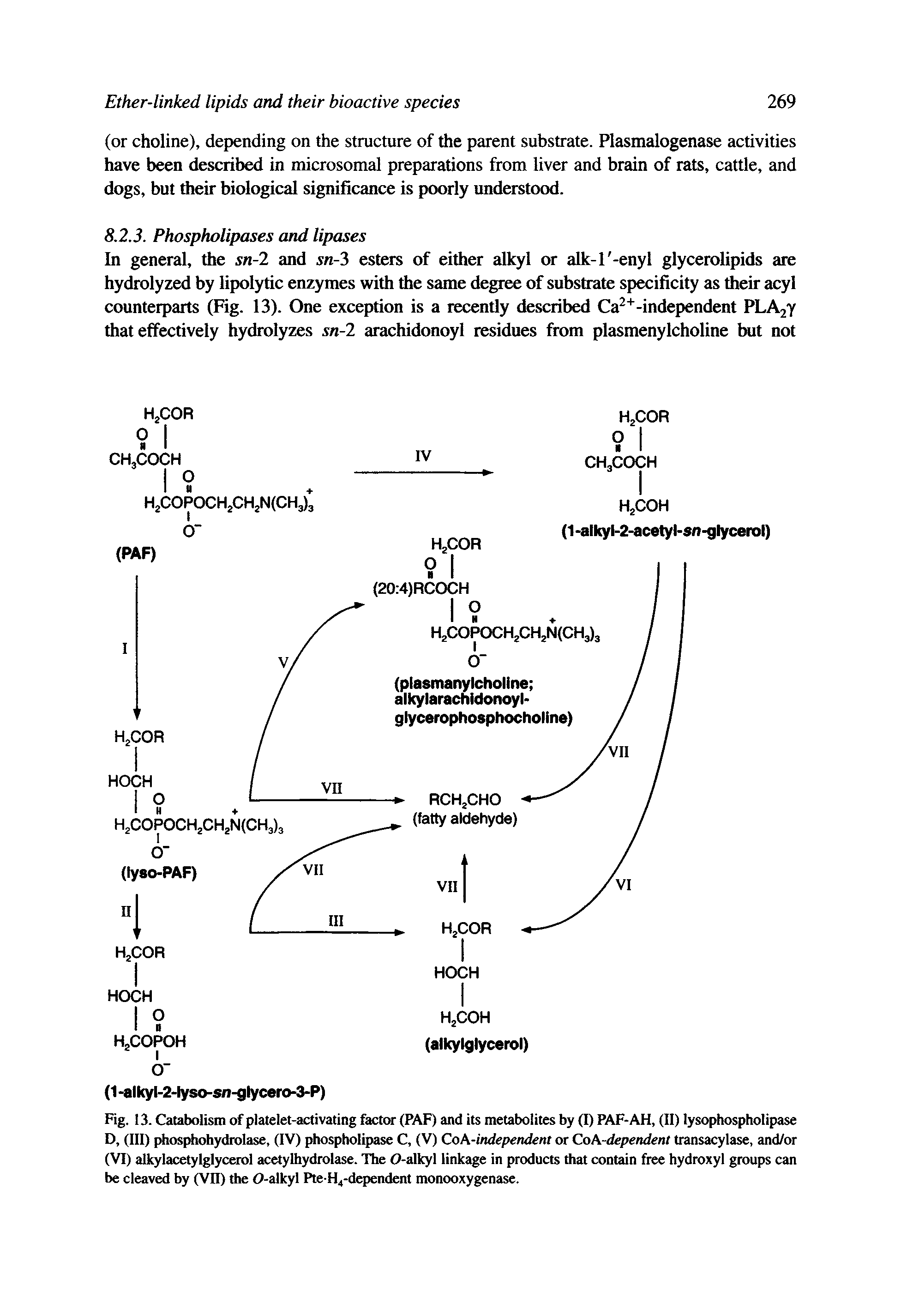 Fig. 13. Catabolism of platelet-activating factor (PAF) and its metabolites by (I) PAF-AH, (II) lysophospholipase D, (III) phosphohydrolase, (IV) phospholipase C, (V) Cok-independent or CoA-dependenI transacylase, and/or (VI) alkylacetylglycerol acetylhydrolase. The O-alkyl linkage in products that contain free hydroxyl groups can be cleaved by (VII) the O-alkyl Pte H4-dependent monooxygenase.