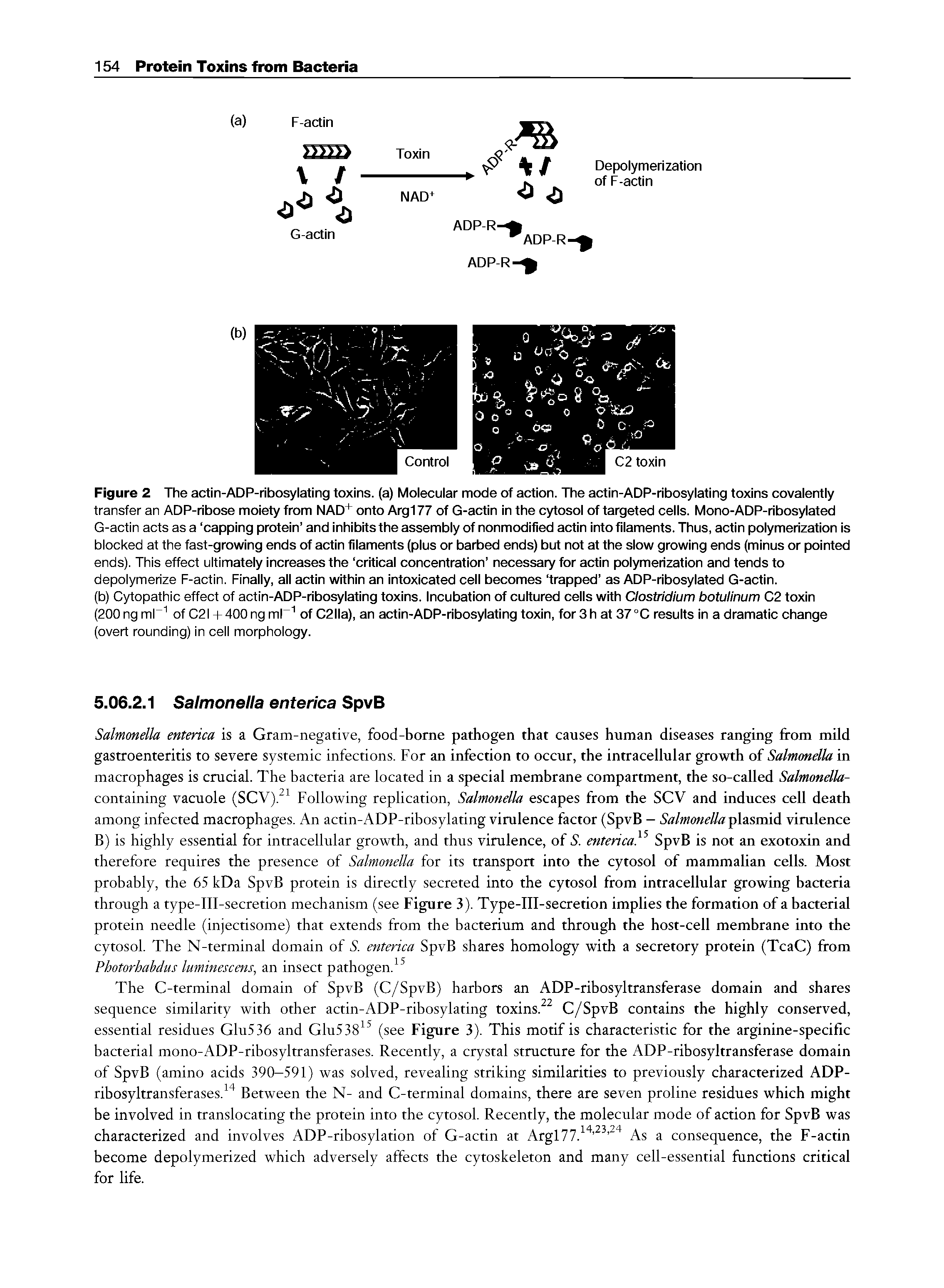 Figure 2 The actin-ADP-ribosylating toxins, (a) Molecular mode of action. The actin-ADP-ribosylating toxins covalently transfer an ADP-ribose moiety from NAD+ onto Arg177 of G-actin in the cytosol of targeted cells. Mono-ADP-ribosylated G-actin acts as a capping protein and inhibits the assembly of nonmodified actin into filaments. Thus, actin polymerization is blocked at the fast-growing ends of actin filaments (plus or barbed ends) but not at the slow growing ends (minus or pointed ends). This effect ultimately increases the critical concentration necessary for actin polymerization and tends to depolymerize F-actin. Finally, all actin within an intoxicated cell becomes trapped as ADP-ribosylated G-actin.