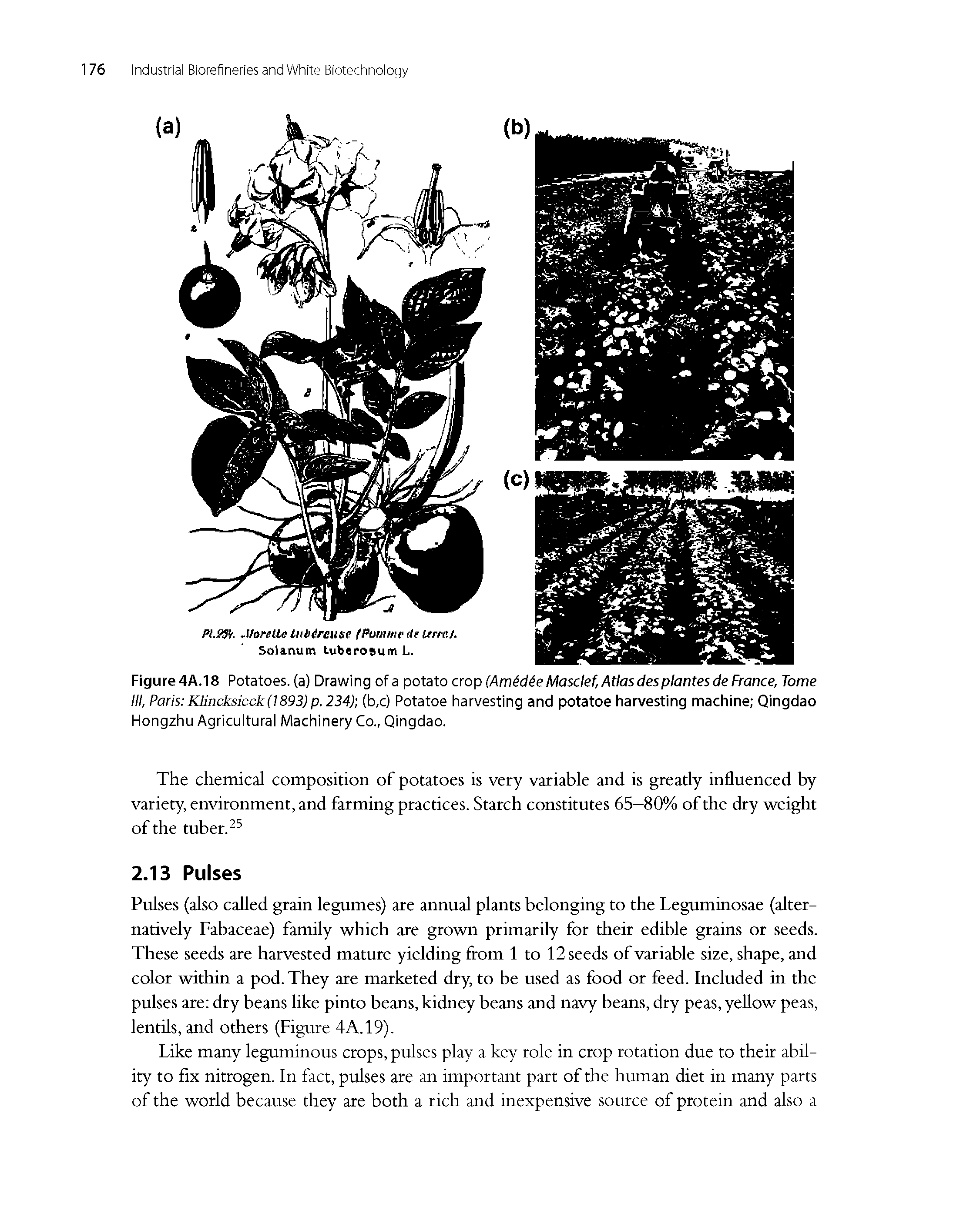 Figure 4A.18 Potatoes, (a) Drawing of a potato crop (Amidie Masclef, Atlasdesplantesde France, Tome III, Paris Klincksieck(1893)p. 234) (b,c) Potatoe harvesting and potatoe harvesting machine Qingdao Hongzhu Agricuiturai Machinery Co., Qingdao.