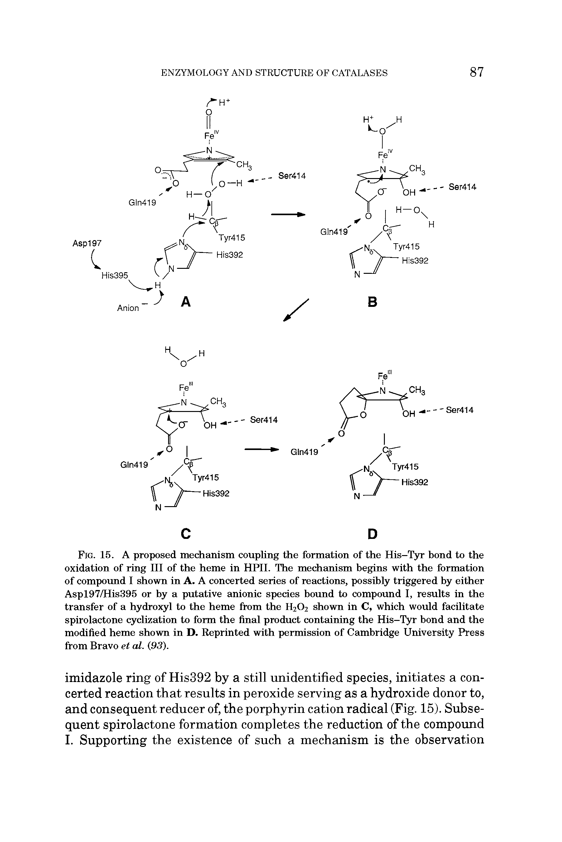 Fig. 15. A proposed mechanism coupling the formation of the His-Tyr bond to the oxidation of ring III of the heme in HPII. The mechanism begins with the formation of compound I shown in A. A concerted series of reactions, possibly triggered by either Aspl97/His395 or by a putative anionic species bound to compound I, results in the transfer of a hydroxyl to the heme from the H2O2 shown in C, which would facilitate spirolactone cyclization to form the final product containing the His-Tyr bond and the modified heme shown in D. Reprinted with permission of Cambridge University Press from Bravo et al. (.93).