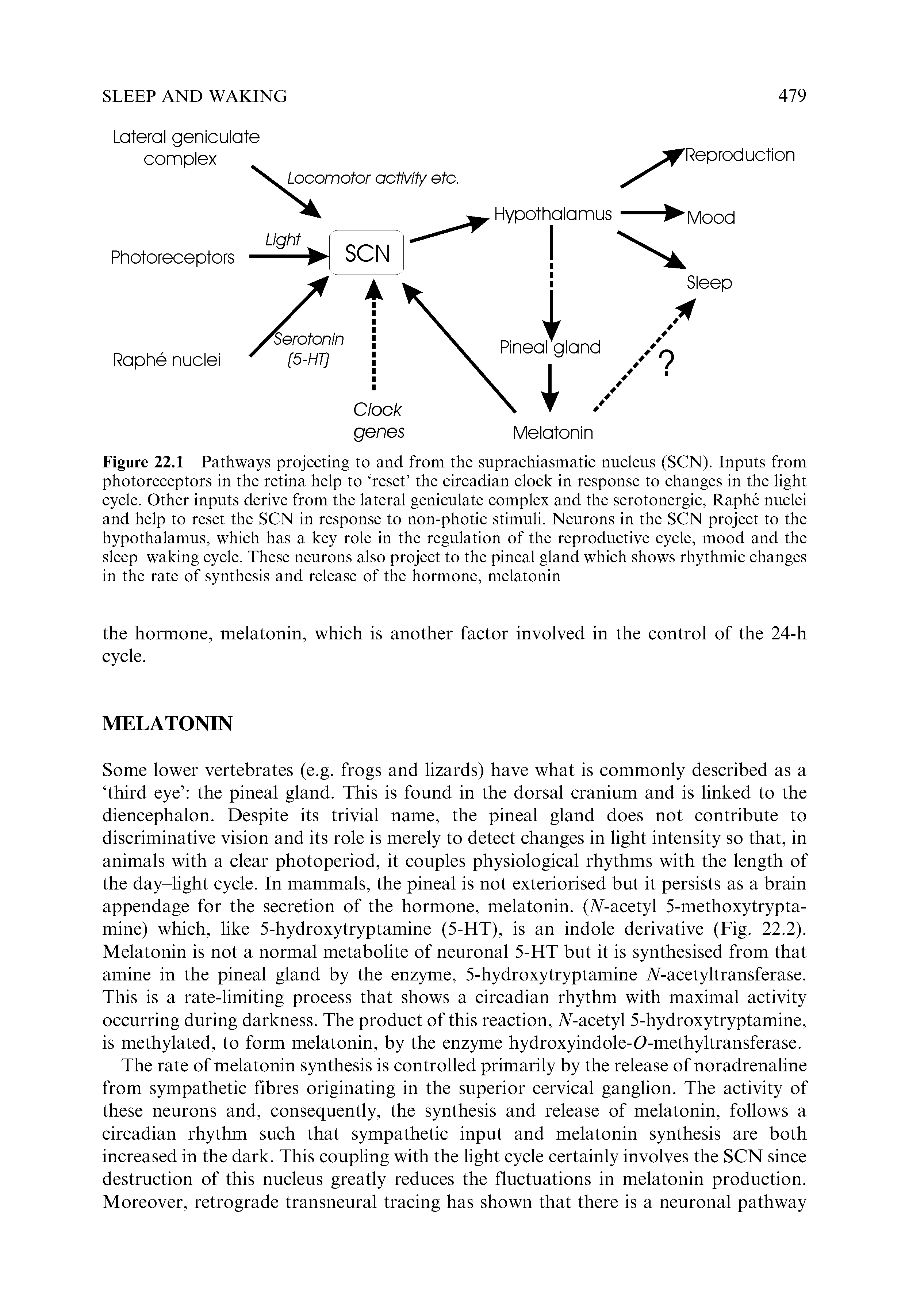 Figure 22.1 Pathways projecting to and from the suprachiasmatic nucleus (SCN). Inputs from photoreceptors in the retina help to reset the circadian clock in response to changes in the light cycle. Other inputs derive from the lateral geniculate complex and the serotonergic, Raphe nuclei and help to reset the SCN in response to non-photic stimuli. Neurons in the SCN project to the hypothalamus, which has a key role in the regulation of the reproductive cycle, mood and the sleep-waking cycle. These neurons also project to the pineal gland which shows rhythmic changes in the rate of synthesis and release of the hormone, melatonin...