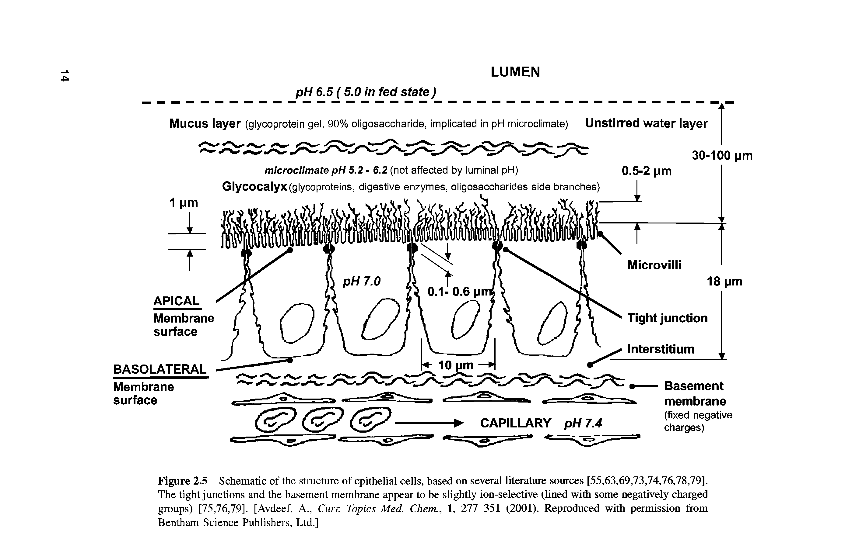 Figure 2.5 Schematic of the structure of epithelial cells, based on several literature sources [55,63,69,73,74,76,78,79]. The tight junctions and the basement membrane appear to be slightly ion-selective (lined with some negatively charged groups) [75,76,79]. [Avdeef, A., Curr. Topics Med. Chem., 1, 277-351 (2001). Reproduced with permission from Bentham Science Publishers, Ltd.]...