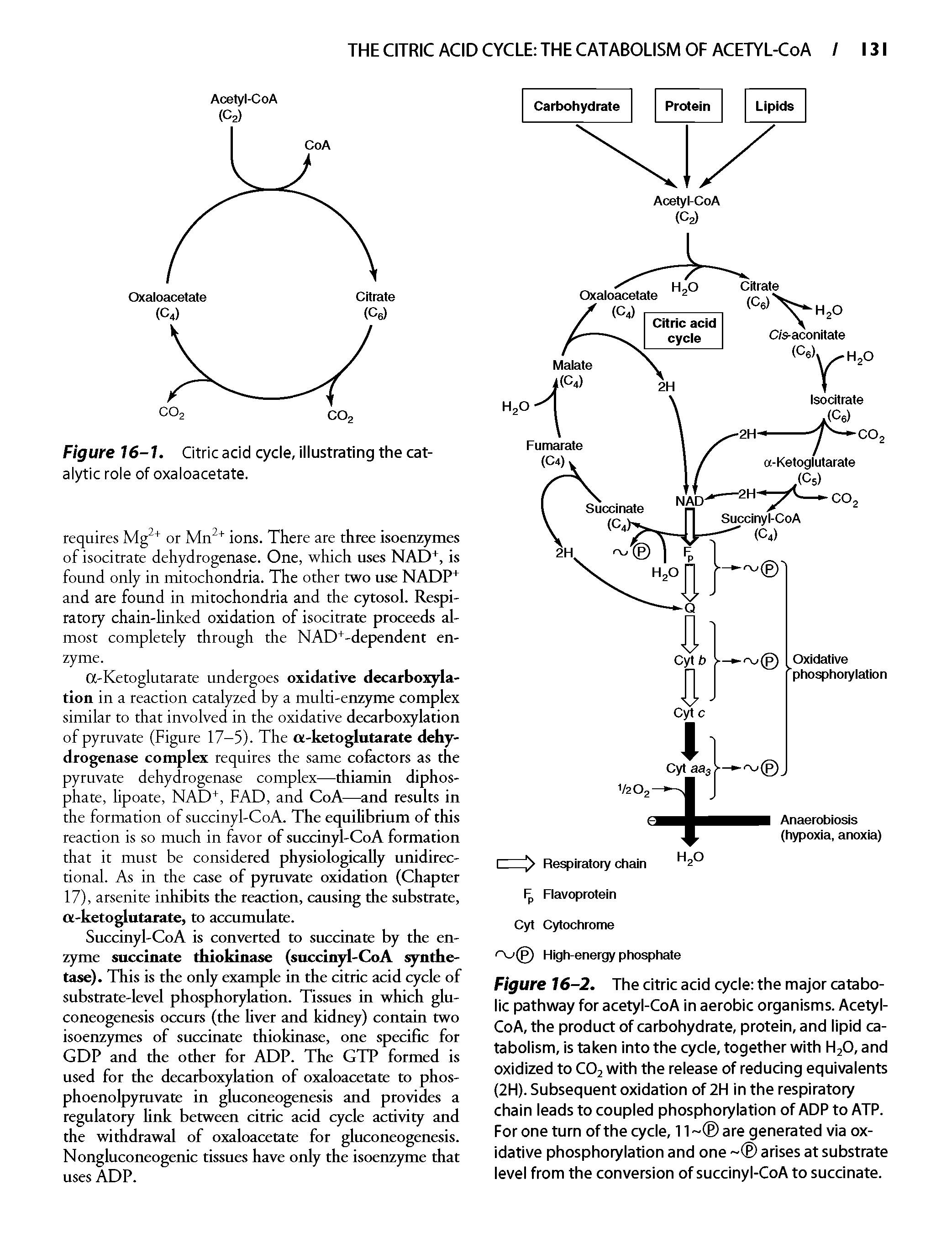 Figure 16-1. Citric acid cycle, illustrating the catalytic role of oxaloacetate.