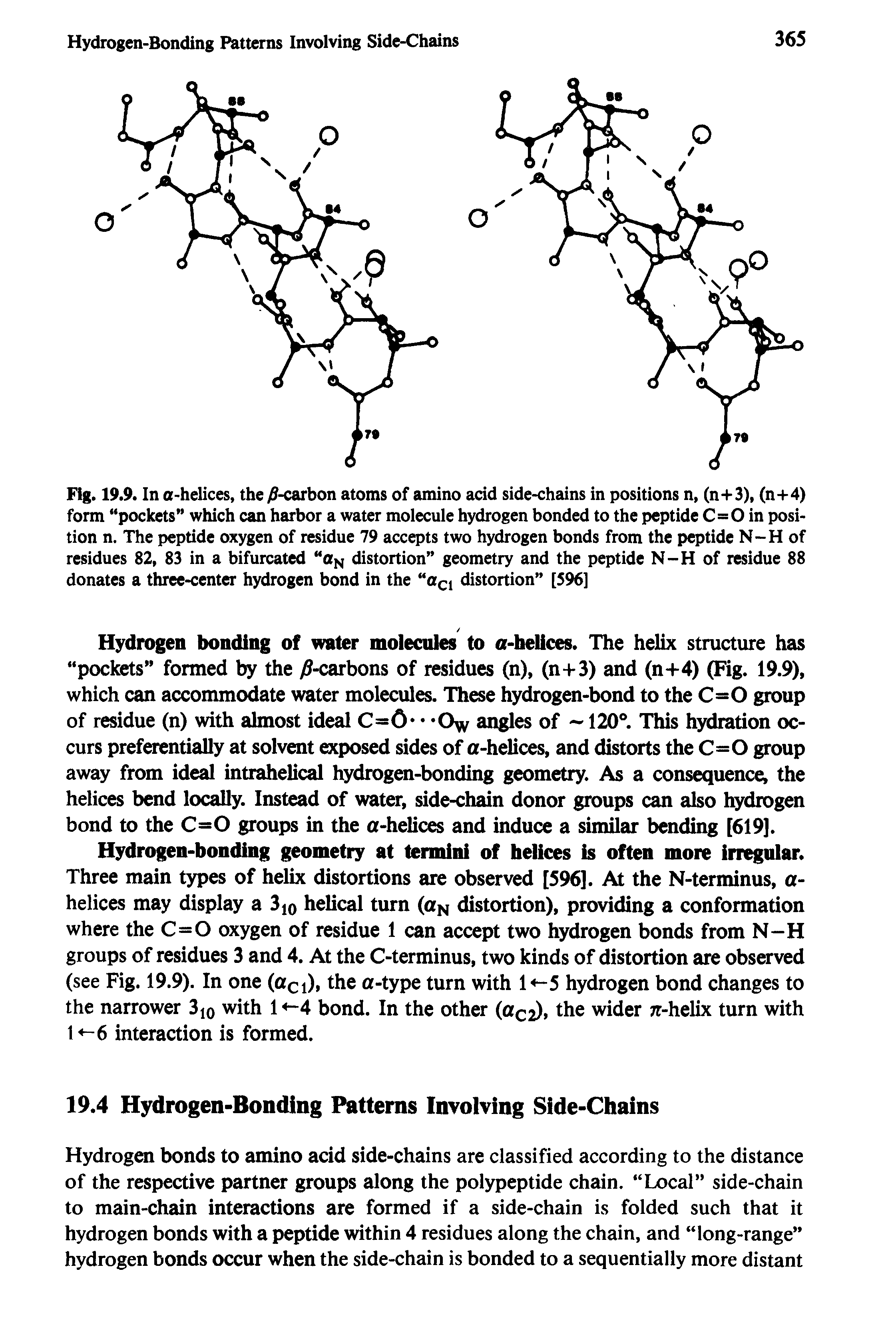 Fig. 19.9. In a-helices, the -carbon atoms of amino acid side-chains in positions n, (n+3), (n+4) form pockets which can harbor a water molecule hydrogen bonded to the peptide C=0 in position n. The peptide oxygen of residue 79 accepts two hydrogen bonds from the peptide N-H of residues 82, 83 in a bifurcated aN distortion geometry and the peptide N-H of residue 88 donates a three-center hydrogen bond in the aci distortion [596]...