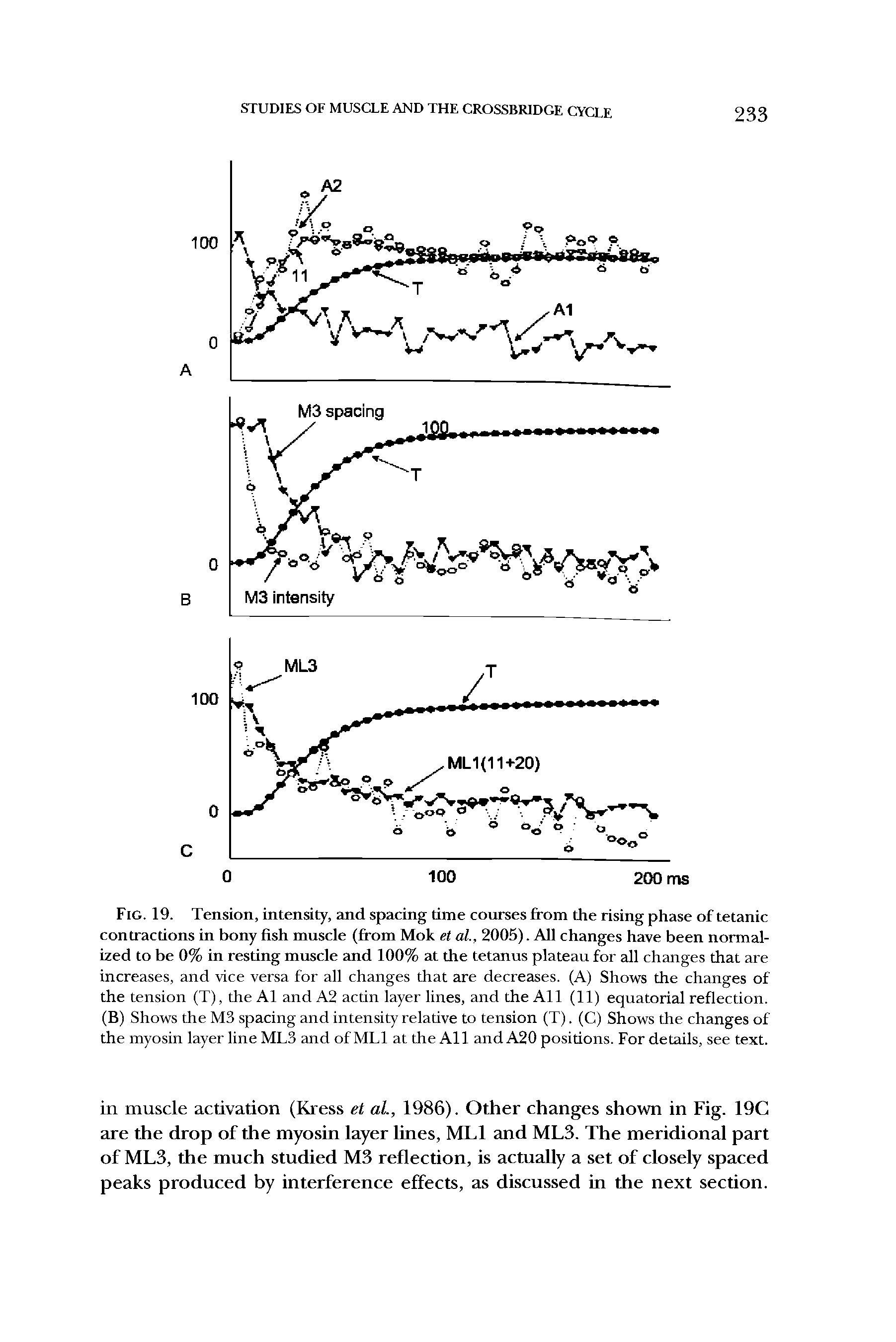Fig. 19. Tension, intensity, and spacing time courses from the rising phase of tetanic contractions in bony fish muscle (from Mok et al., 2005). All changes have been normalized to be 0% in resting muscle and 100% at the tetanus plateau for all changes that are increases, and vice versa for all changes that are decreases. (A) Shows the changes of the tension (T), the Al and A2 actin layer lines, and the All (11) equatorial reflection. (B) Shows the M3 spacing and intensity relative to tension (T). (C) Shows the changes of the myosin layer line ML3 and of ML1 at the All and A20 positions. For details, see text.