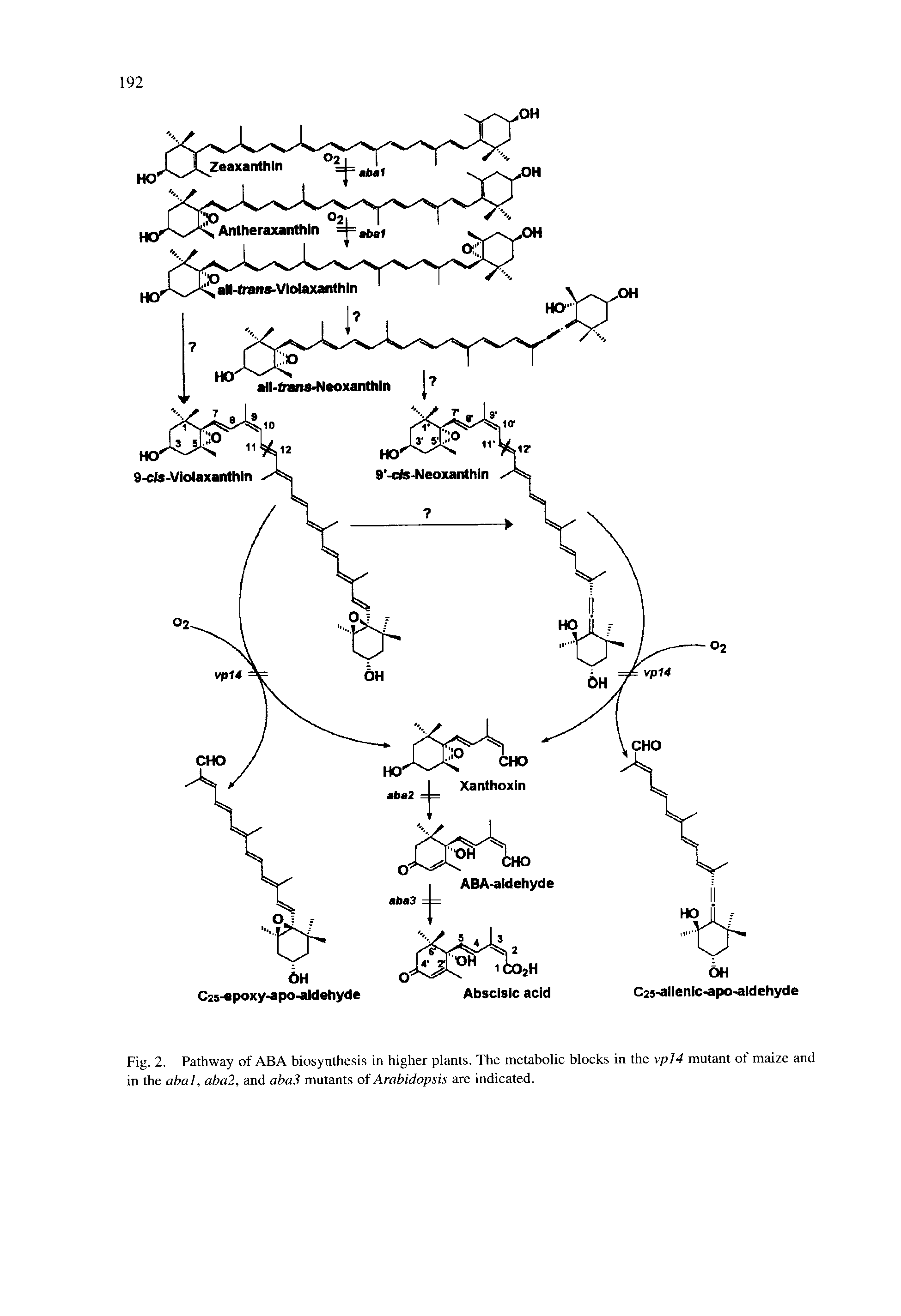 Fig. 2. Pathway of ABA biosynthesis in higher plants. The metabolic blocks in the vpl4 mutant of maize and in the abal, aba2, and abaS mutants of Arabidopsis are indicated.