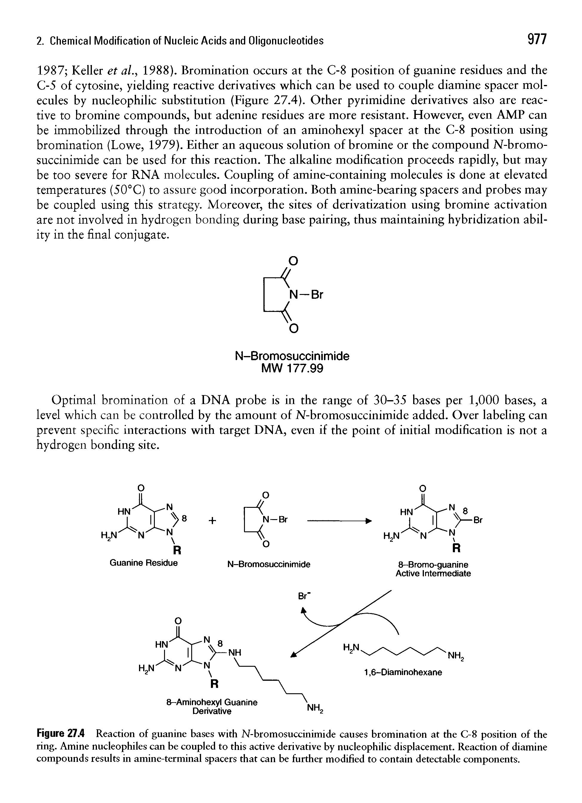 Figure 27.4 Reaction of guanine bases with N-bromosuccinimide causes bromination at the C-8 position of the ring. Amine nucleophiles can be coupled to this active derivative by nucleophilic displacement. Reaction of diamine compounds results in amine-terminal spacers that can be further modified to contain detectable components.