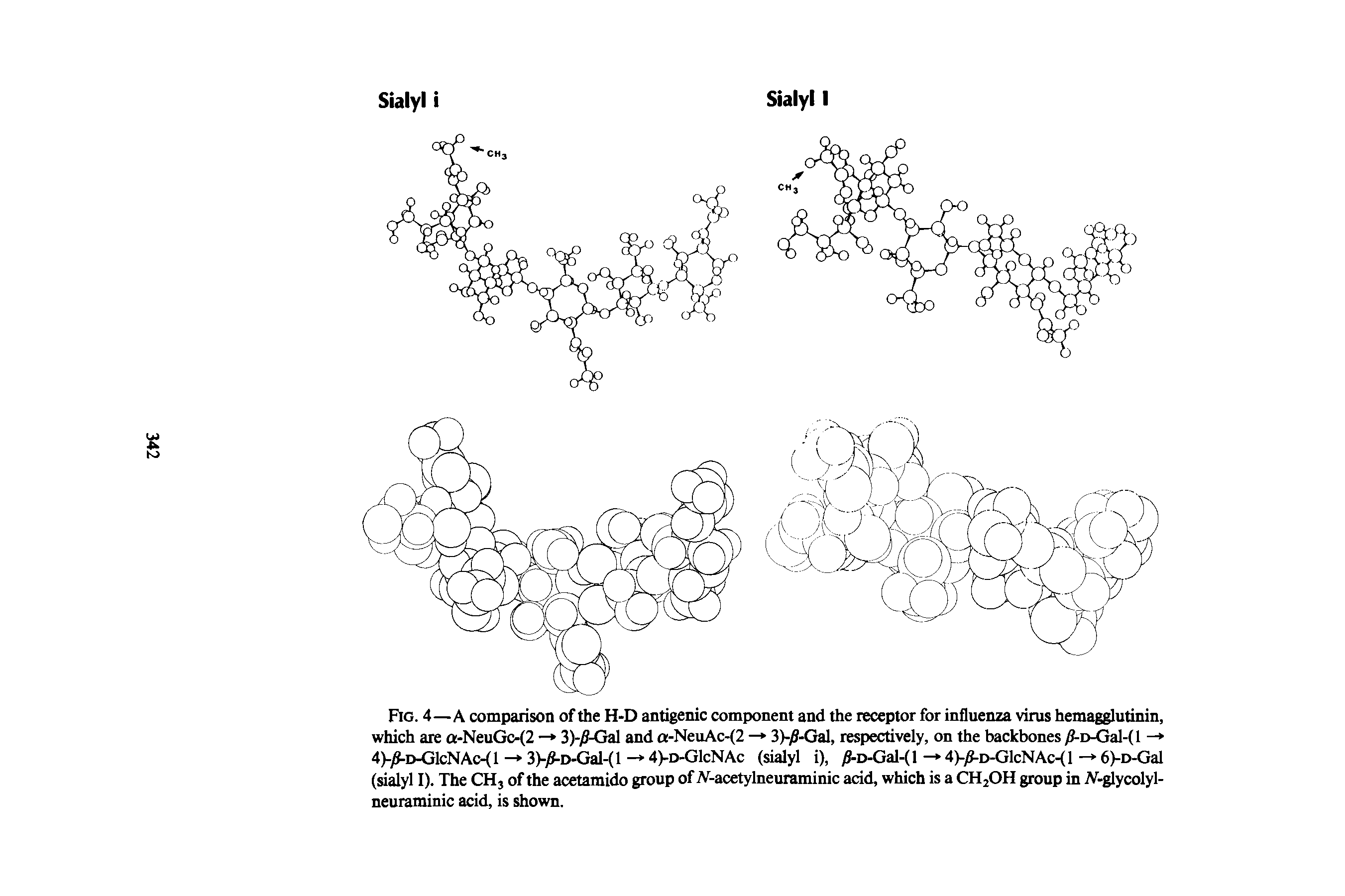 Fig. 4—A comparison of the H-D antigenic component and the receptor for influenza virus hemagglutinin, which are a-NeuGc-(2 — 3)-/ -Gal and a-NeuAc-(2 — 3)-/ -Gal, respectively, on the backbones / -D-Gal-( 1 — 4)-jS-d-G1cNAc-( 1 -> 3)-jS-D-Gal-(l - 4)-d-G1cNAc (sialyl i), yS-D-Gal-(l — 4)-yJ-D-GlcNAc-(l - 6)-D-Gal (sialyl I). The CH3 of the acetamido group of Ar-acetylneuraminic acid, which is a CH2OH group in iV-glycolyl-neuraminic acid, is shown.