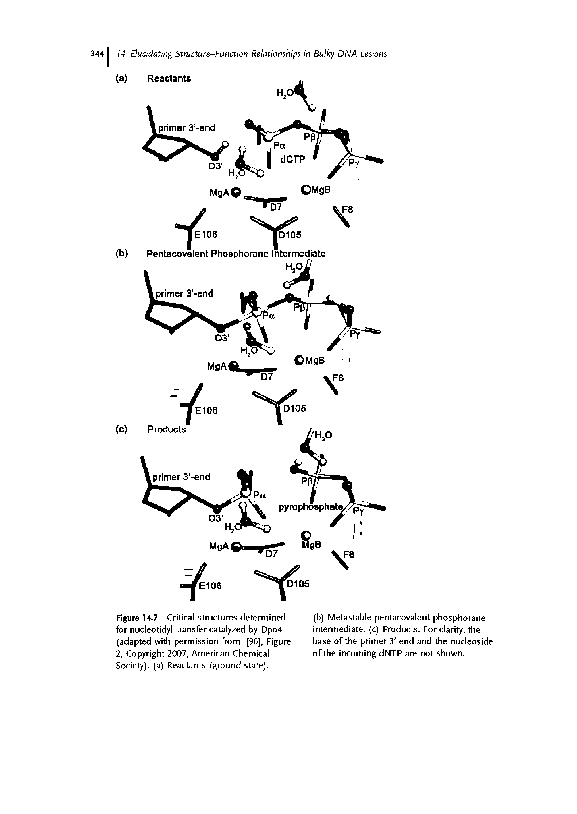 Figure 14.7 Critical structures determined for nucleotidyl transfer catalyzed by Dpo4 (adapted with permission from [96], Figure 2, Copyright 2007, American Chemical...