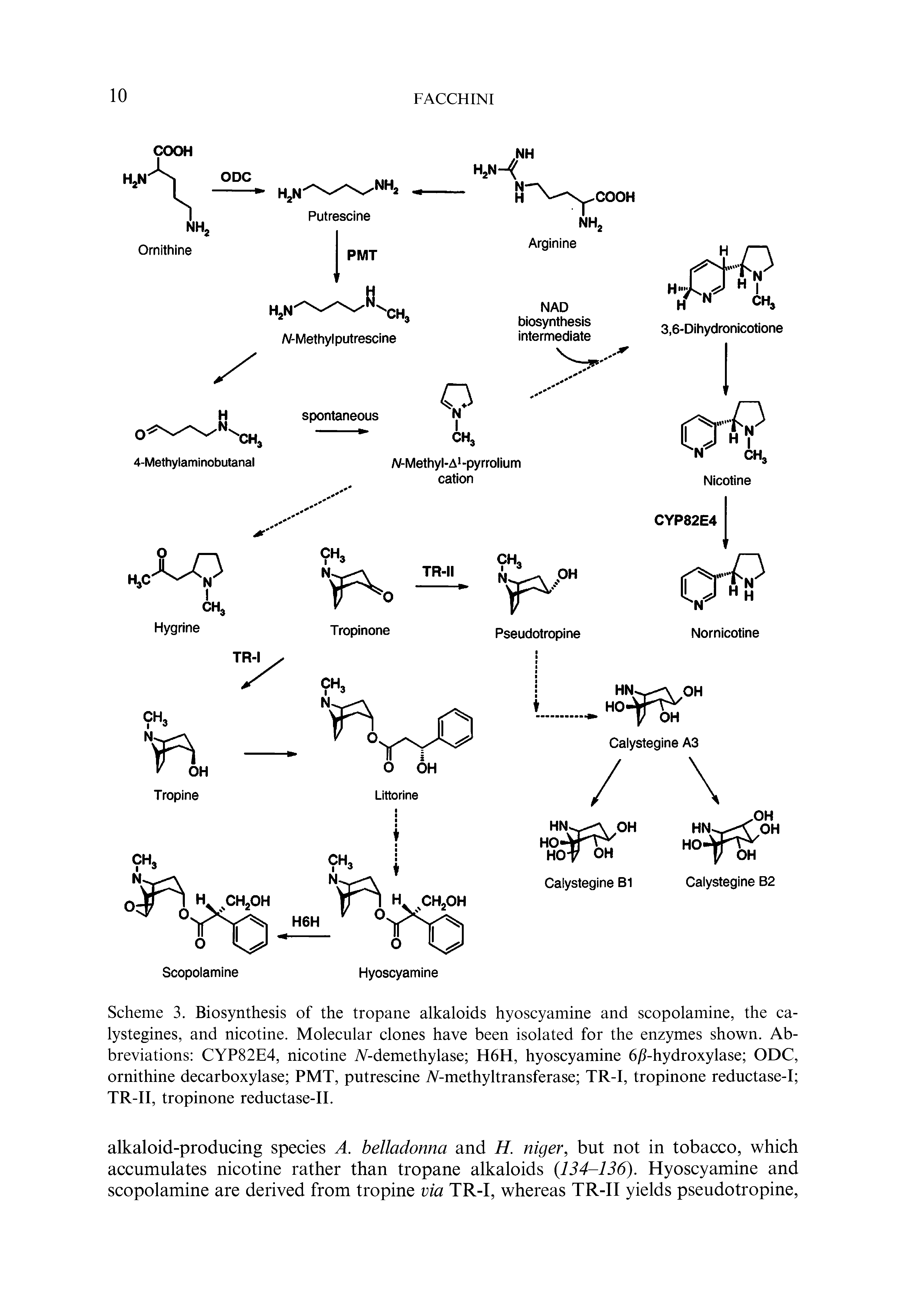 Scheme 3. Biosynthesis of the tropane alkaloids hyoscyamine and scopolamine, the ca-lystegines, and nicotine. Molecular clones have been isolated for the enzymes shown. Abbreviations CYP82E4, nicotine A-demethylase H6H, hyoscyamine 6jS-hydroxylase ODC, ornithine decarboxylase PMT, putrescine A-methyltransferase TR-I, tropinone reductase-I TR-II, tropinone reductase-II.