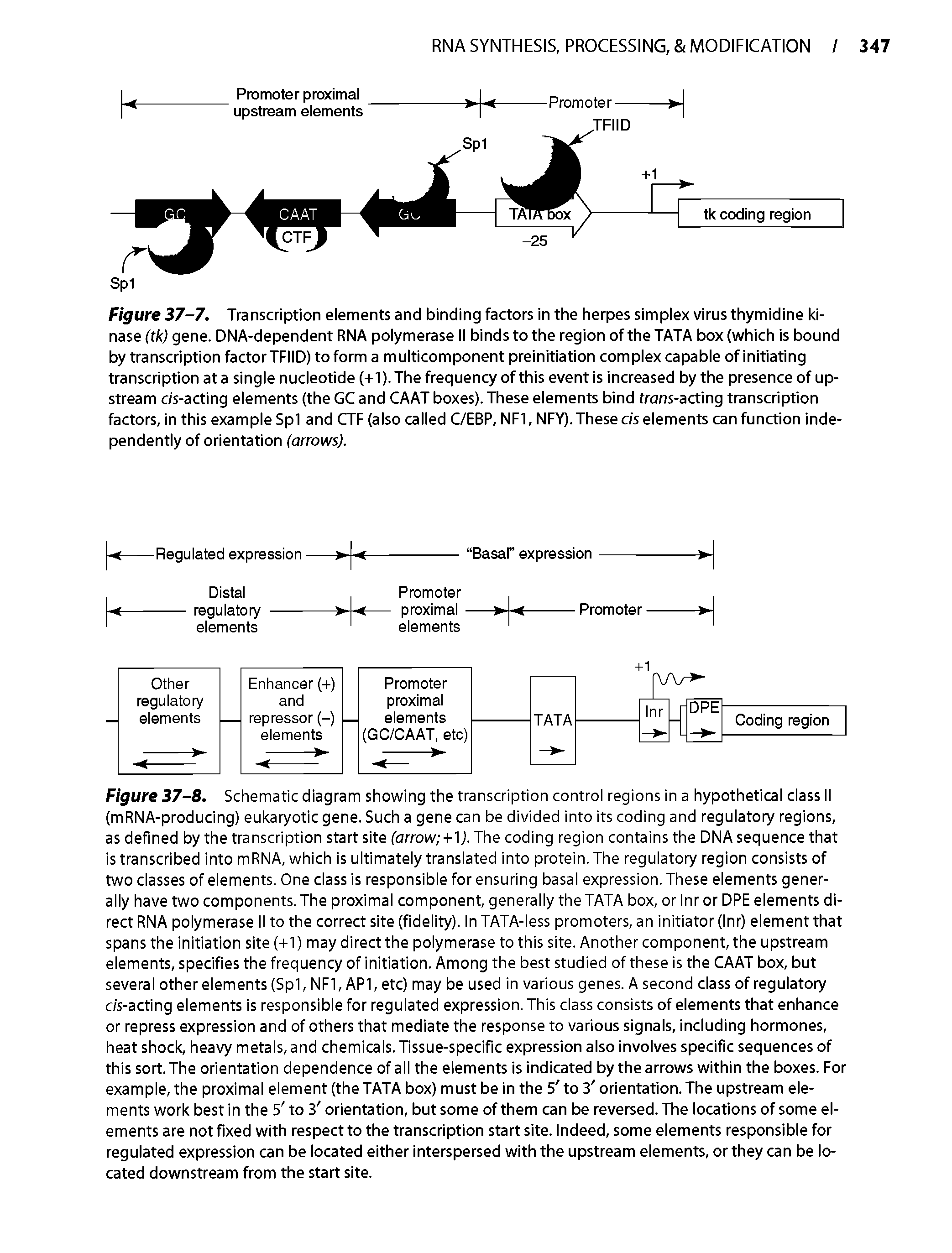 Figure 37-7. Transcription elements and binding factors in the herpes simplex virus thymidine kinase ffW gene. DNA-dependent RNA polymerase II binds to the region of the TATA box (which is bound by transcription factor TEND) to form a multicomponent preinitiation complex capable of initiating transcription at a single nucleotide (+1).The frequency of this event is increased by the presence of upstream c/s-acting elements (the GC and CAAT boxes). These elements bind frans-acting transcription factors, in this example Spl and CTF (also called C/EBP, NF1, NFY). These cis elements can function independently of orientation (arrows).