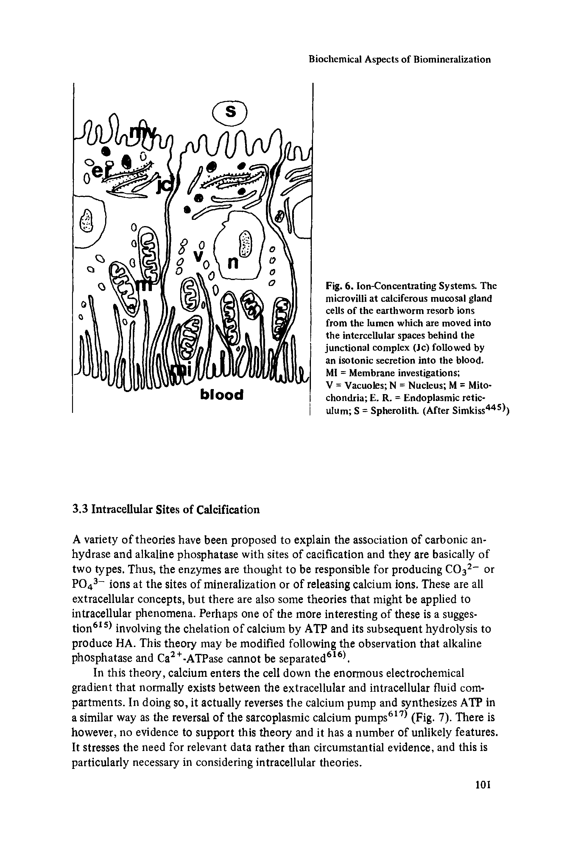 Fig. 6. Ion-Concentrating Systems. The microvilli at calciferous mucosal gland cells of the earthworm resorb ions from the lumen which are moved into the intercellular spaces behind the junctional complex (Jc) followed by an isotonic secretion into the blood.