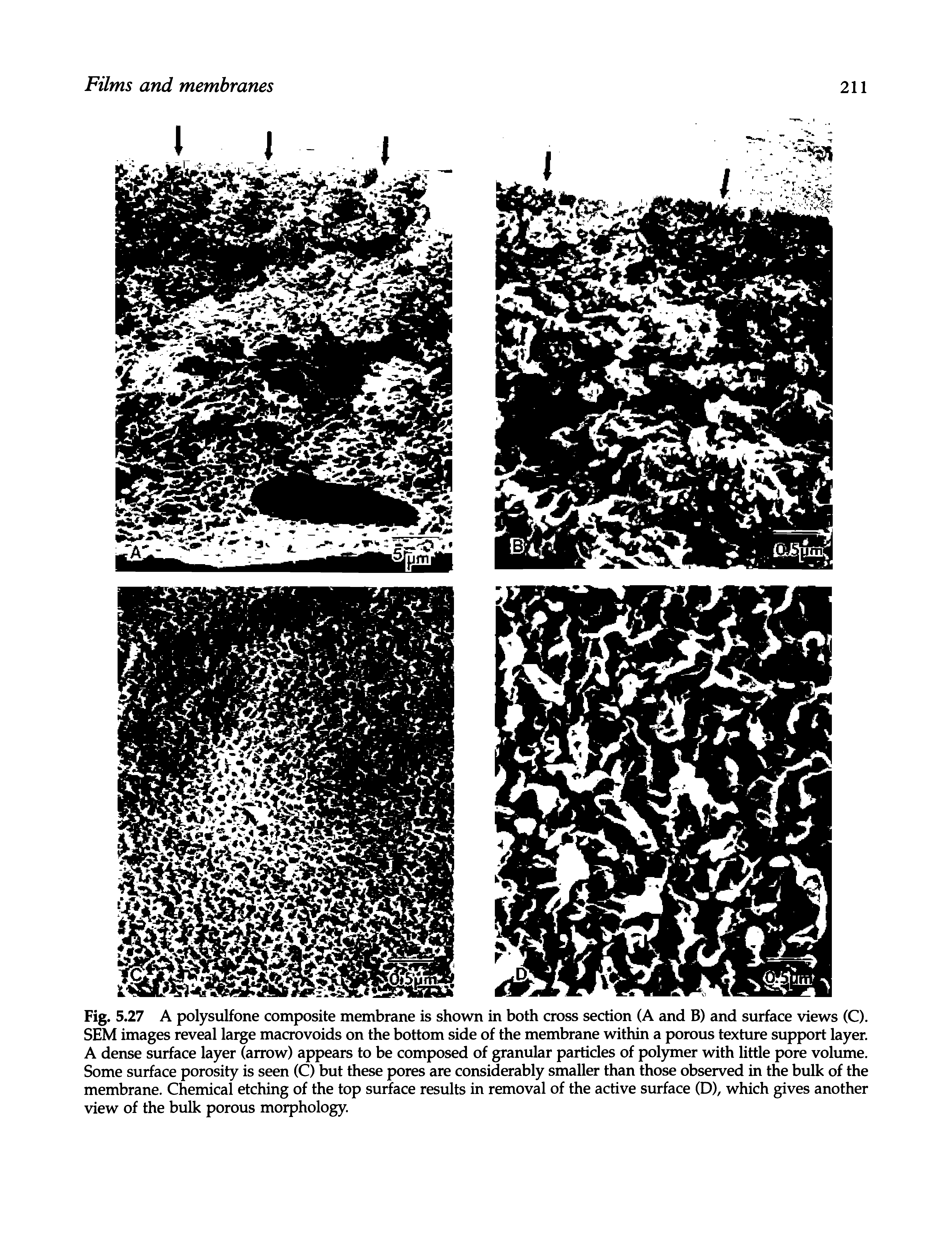 Fig. 5.27 A polysulfone composite membrane is shown in both cross section (A and B) and surface views (C). SEM images reveal large macrovoids on the bottom side of the membrane within a porous texture support layer. A dense surface layer (arrow) appears to be composed of granular particles of polymer with little pore volume. Some surface porosity is seen (C) but these pores are considerably smaller than those observed in the bulk of the membrane. Chemical etching of the top surface results in removal of the active surface (D), which gives another view of the bulk porous morphology.
