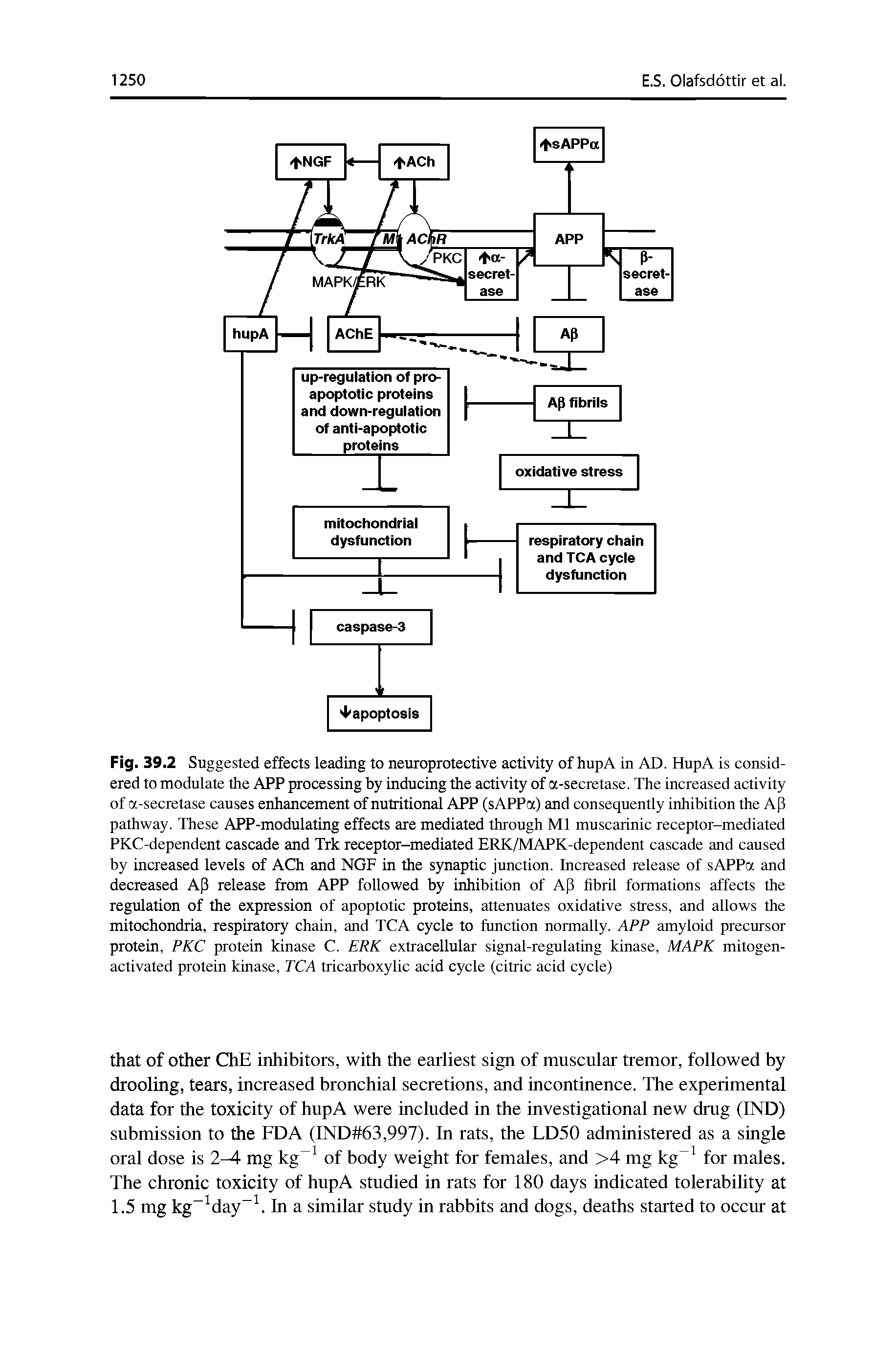 Fig. 39.2 Suggested effects leading to neuroprotective activity of hupA in AD. HupA is considered to modulate the APP processing by inducing the activity of a-secretase. The increased activity of a-secretase causes enhancement of nutritional APP (sAPPa) and consequently inhibition the A[i pathway. These APP-modulating effects are mediated through Ml muscarinic receptor-mediated PKC-dependent cascade and Trk receptor-mediated ERK/MAPK-dependent cascade and caused by increased levels of ACh and NGF in the synaptic junction. Increased release of sAPPa and decreased A(3 release from APP followed by inhibition of A[i fibril formations affects the regulation of the expression of apoptotic proteins, attenuates oxidative stress, and allows the mitochondria, respiratory chain, and TCA cycle to function normally. APP amyloid precursor protein, PKC protein kinase C. ERK extracellular signal-regulating kinase, MAPK mitogen-activated protein kinase, TCA tricarboxylic acid cycle (citric acid cycle)...