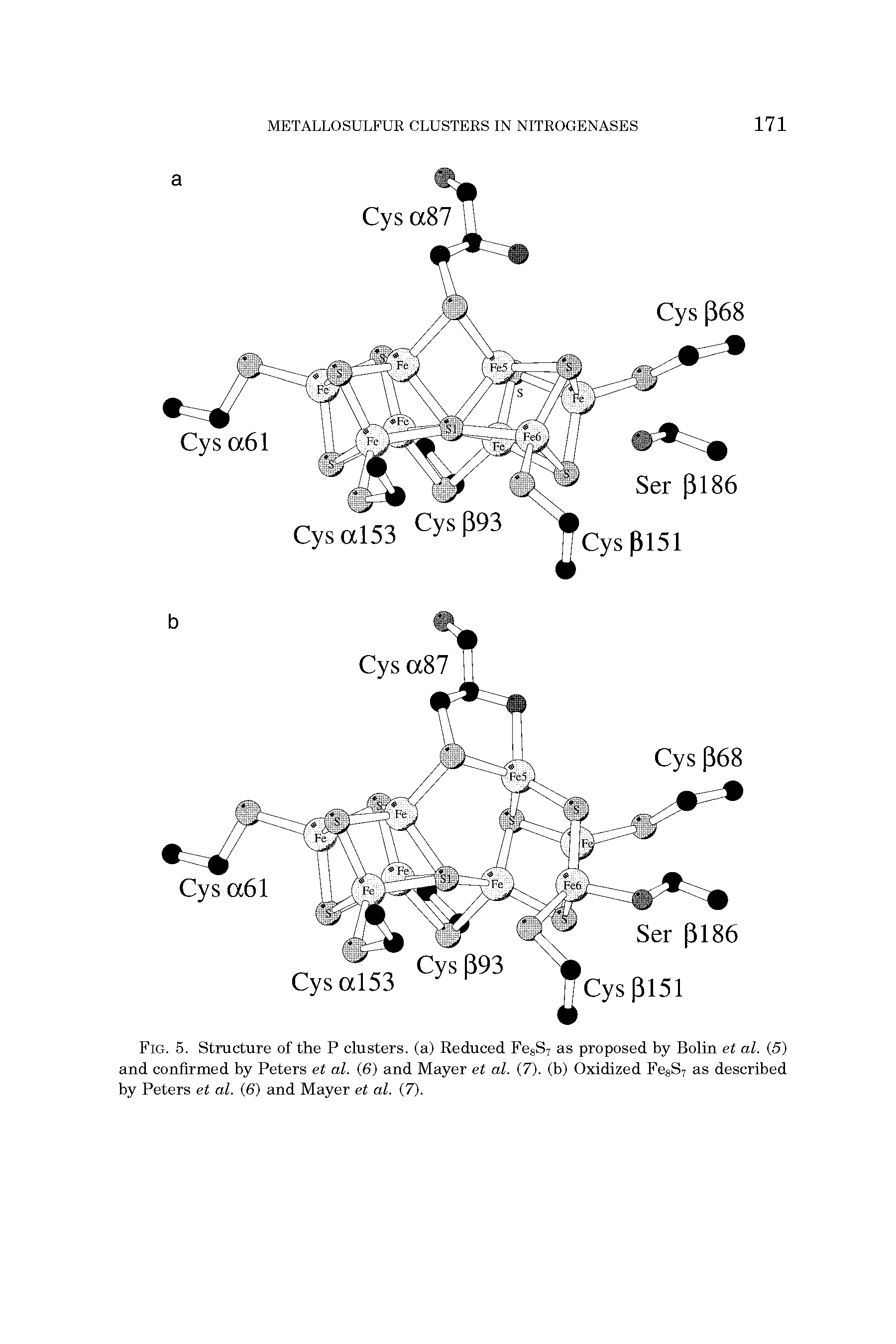 Fig. 5. Structure of the P clusters, (a) Reduced FesSy as proposed by Bolin et al. (5) and confirmed by Peters et al. (6) and Mayer et al. (7). (b) Oxidized FesSy as described by Peters et al. (6) and Mayer et al. (7).