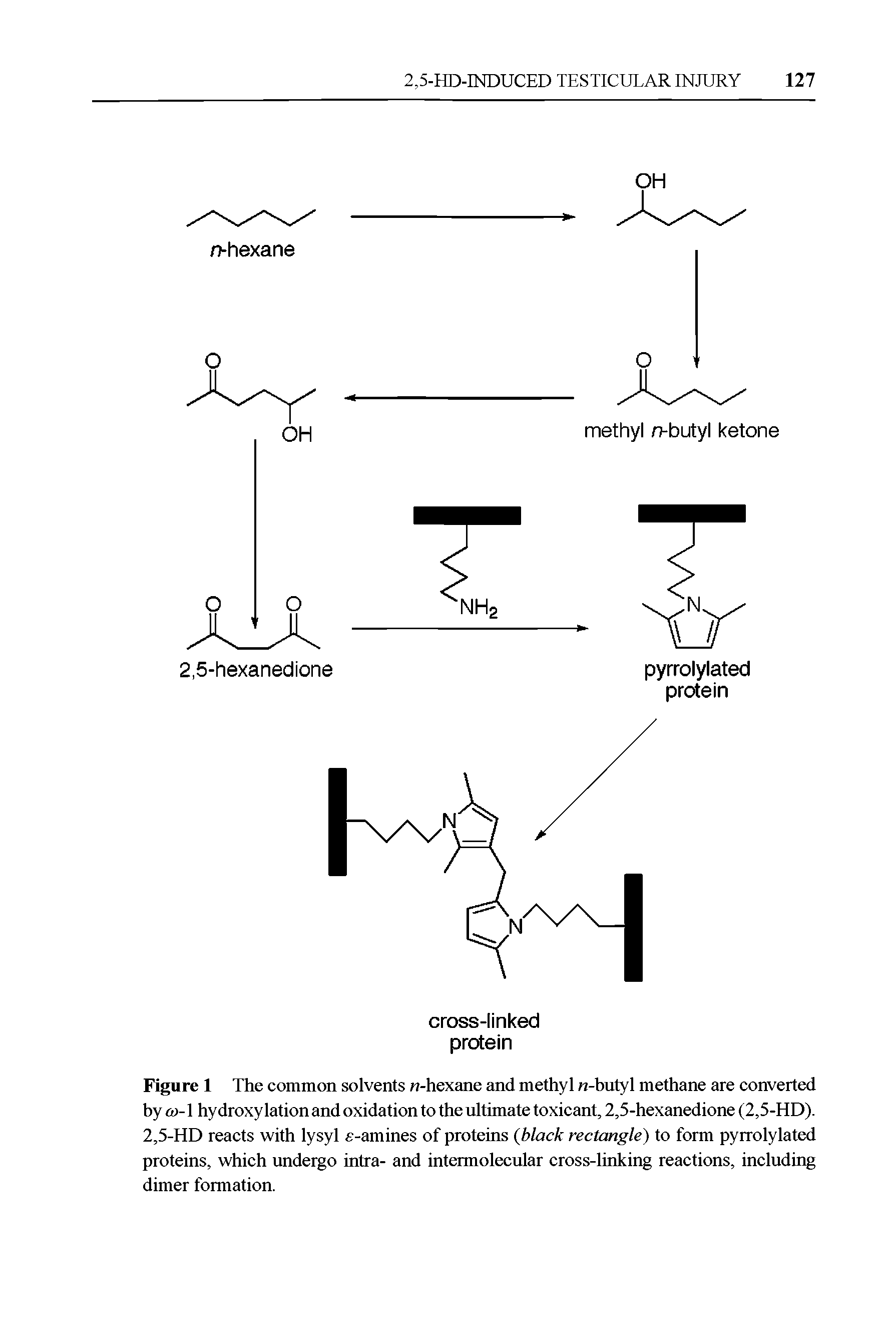 Figure 1 The common solvents n-hexane and methyl n-butyl methane are converted by co-1 hydroxy lation and oxidation to the ultimate toxicant, 2,5-hexanedione (2,5-HD). 2,5-HD reacts with lysyl e-amines of proteins (black rectangle) to form pyrrolylated proteins, which undergo intra- and intermolecular cross-linking reactions, including dimer formation.