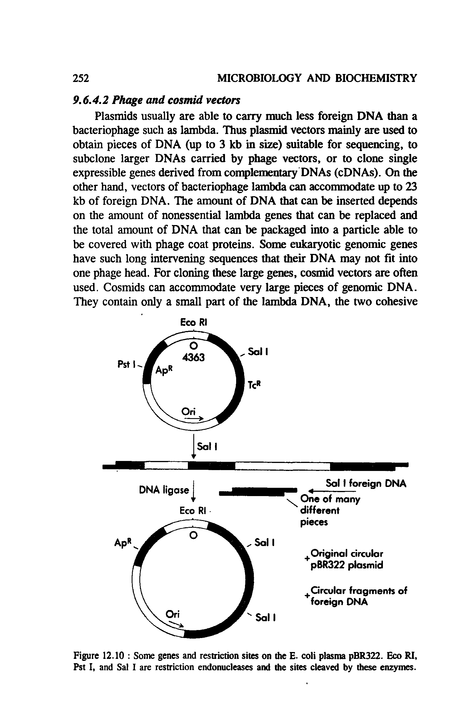 Figure 12.10 Some genes and restriction sites on the E. coli plasma pBR322. Eco RI, Pst I, and Sal I are restriction endonucleases and the sites cleaved by these enzymes.