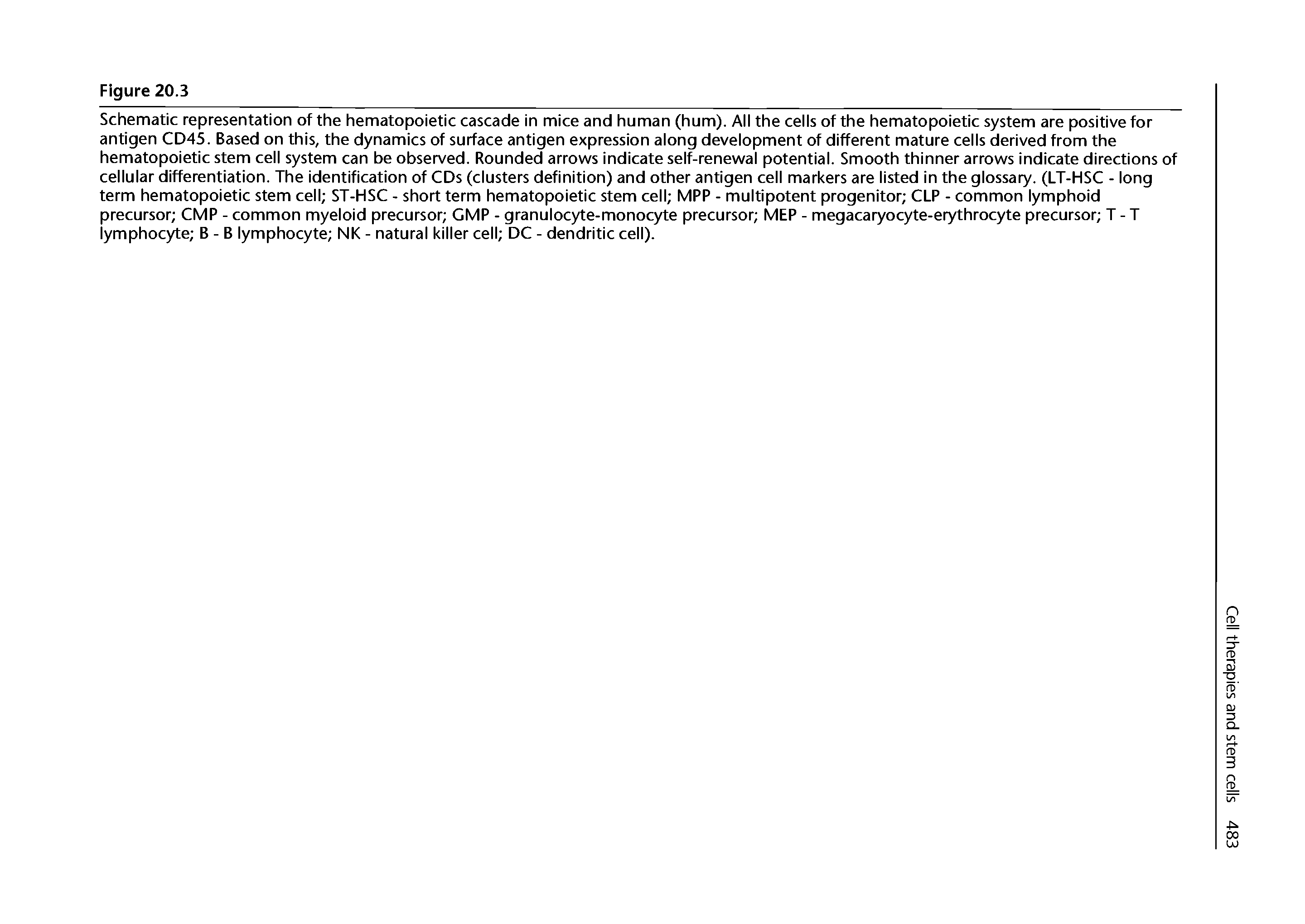 Schematic representation of the hematopoietic cascade in mice and human (hum). All the cells of the hematopoietic system are positive for antigen CD45. Based on this, the dynamics of surface antigen expression along development of different mature cells derived from the hematopoietic stem cell system can be observed. Rounded arrows indicate self-renewal potential. Smooth thinner arrows indicate directions of cellular differentiation. The identification of CDs (clusters definition) and other antigen cell markers are listed in the glossary. (LT-HSC - long term hematopoietic stem cell ST-HSC - short term hematopoietic stem cell MPP - multipotent progenitor CLP - common lymphoid precursor CMP - common myeloid precursor GMP - granulocyte-monocyte precursor MEP - megacaryocyte-erythrocyte precursor T - T lymphocyte B - B lymphocyte NK - natural killer cell DC - dendritic cell).