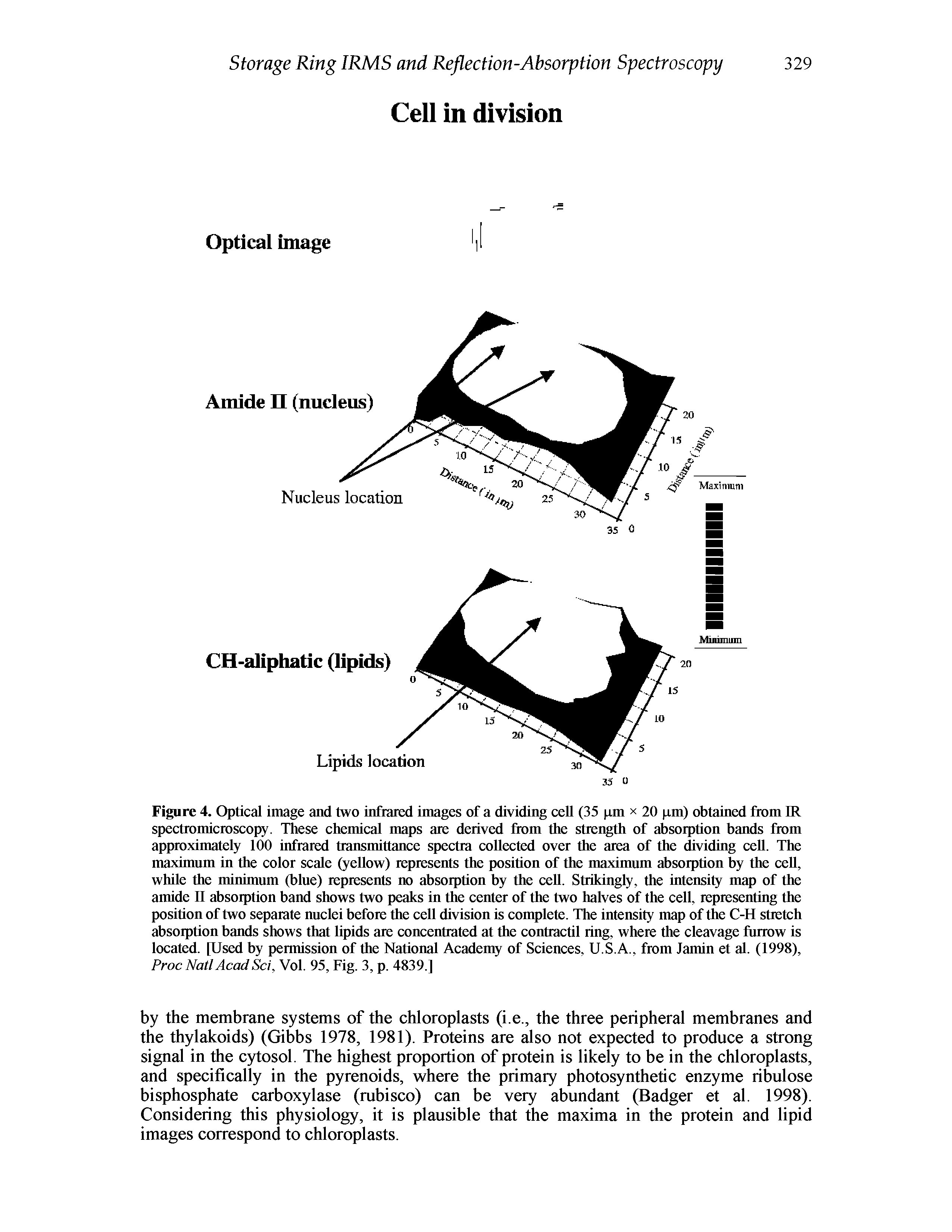 Figure 4. Optical image and two infrared images of a dividing cell (35 pm x 20 pm) obtained from IR spectromicroscopy. These chemical maps are derived from the strength of absorption bands from approximately 100 infrared transmittance spectra collected over the area of the dividing cell. The maximum in the color scale (yellow) represents the position of the maximum absorption by the cell, while the minimum (blue) represents no absorption by the cell. Strikingly, the intensity map of the amide II absorption band shows two peaks in the center of the two halves of the cell, representing the position of two separate nuclei before the cell division is complete. The intensity map of the C-H stretch absorption bands shows that lipids are concentrated at the contractil ring, where the cleavage furrow is located. [Used by permission of the National Academy of Sciences, U.S.A., from Jamin et al. (1998), Proc Natl Acad Sci, Vol. 95, Fig. 3, p. 4839.]...