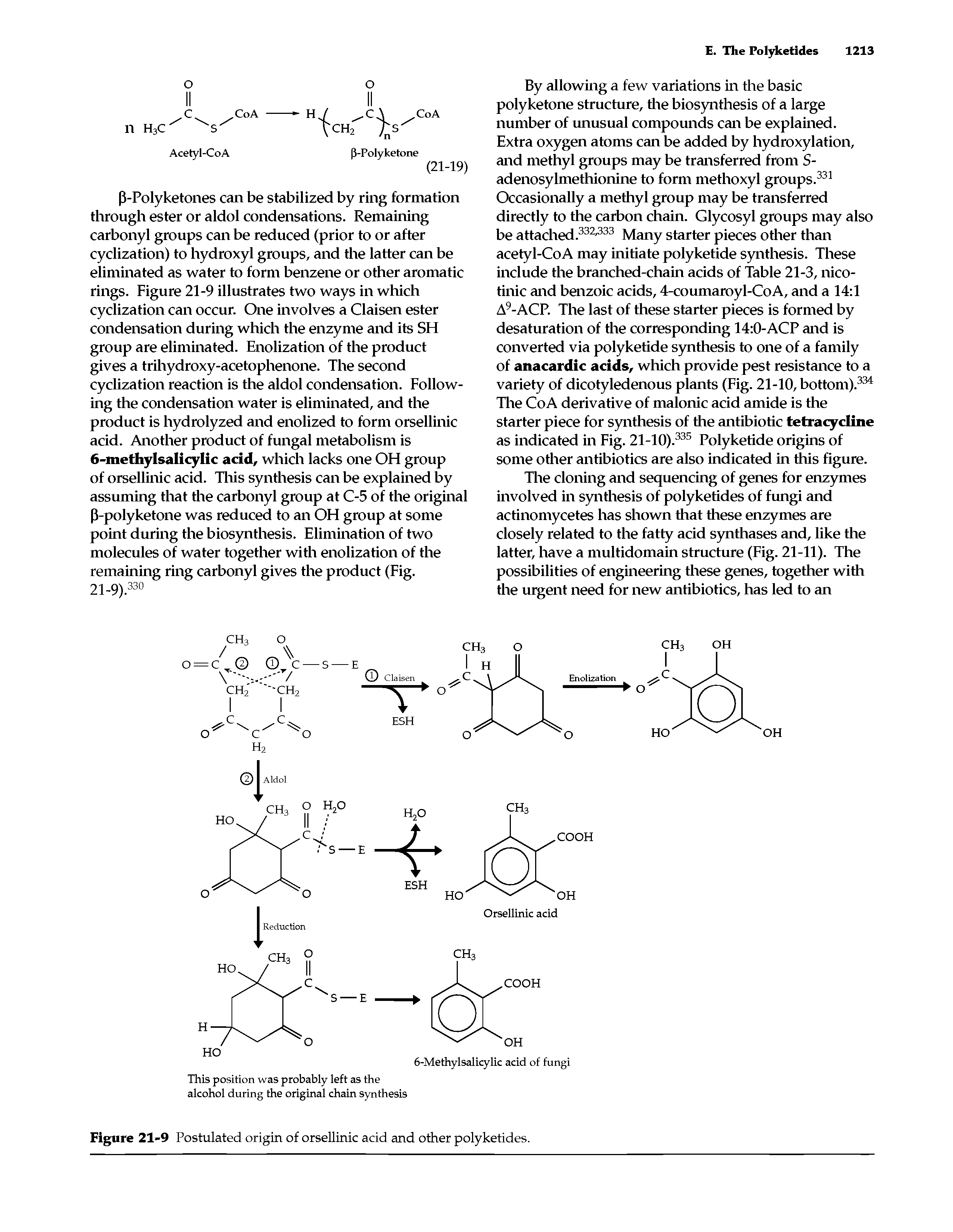 Figure 21-9 Postulated origin of orsellinic acid and other polyketides.