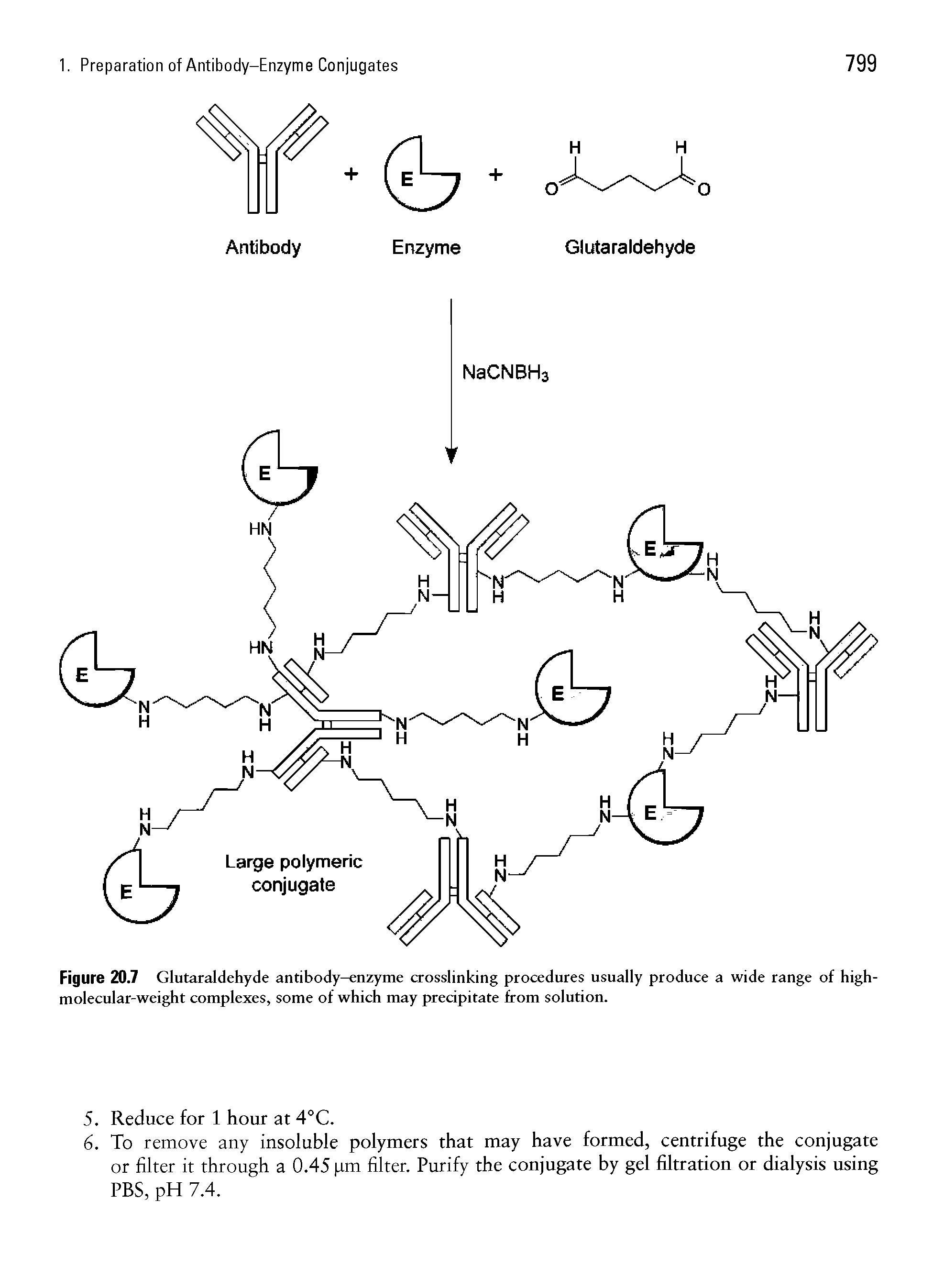 Figure 20.7 Glutaraldehyde antibody-enzyme crosslinking procedures usually produce a wide range of high-molecular-weight complexes, some of which may precipitate from solution.