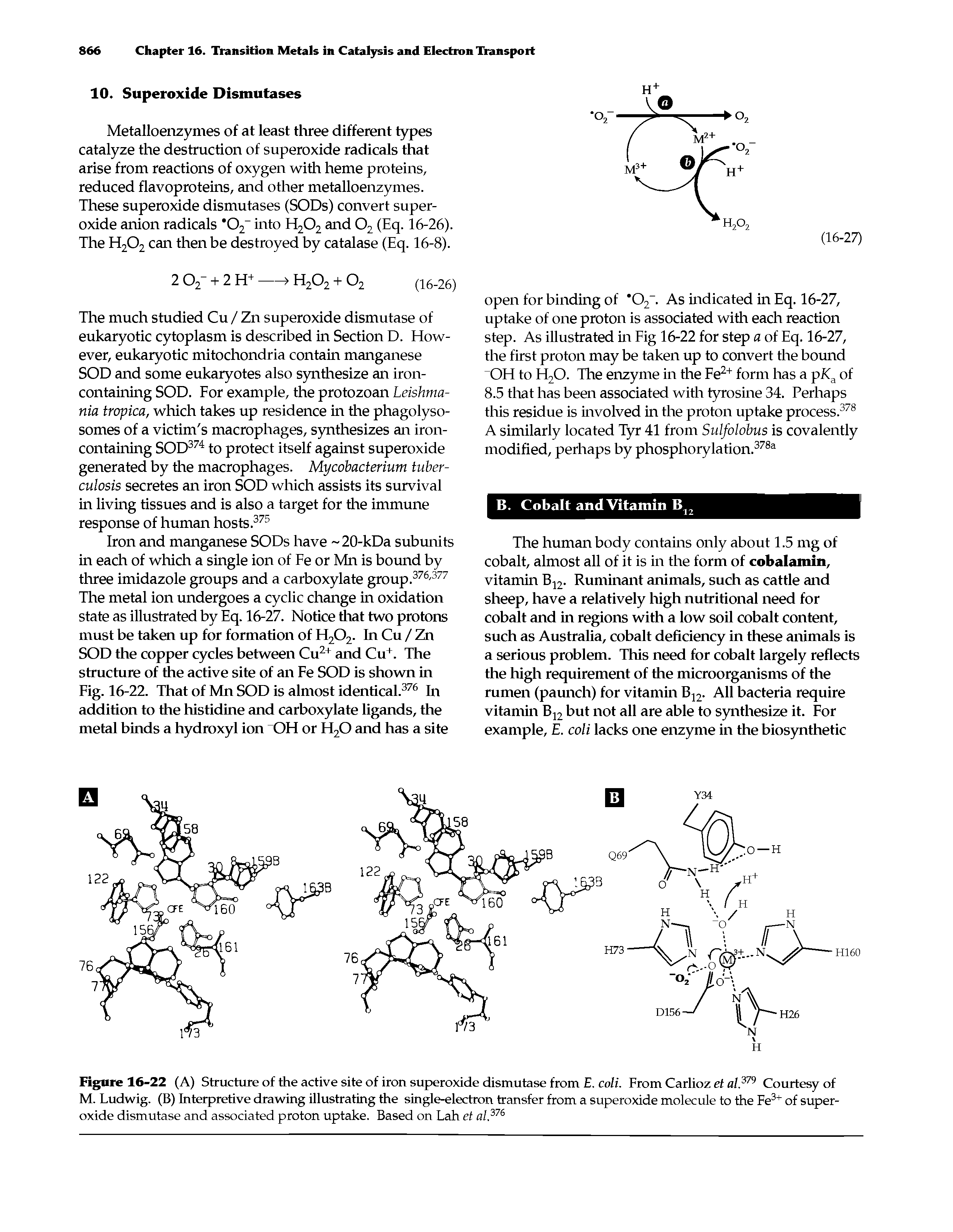 Figure 16-22 (A) Structure of the active site of iron superoxide dismutase from E. coli. From Carlioz et al m Courtesy of M. Ludwig. (B) Interpretive drawing illustrating the single-electron transfer from a superoxide molecule to the Fe3+ of superoxide dismutase and associated proton uptake. Based on Lah et al.376...