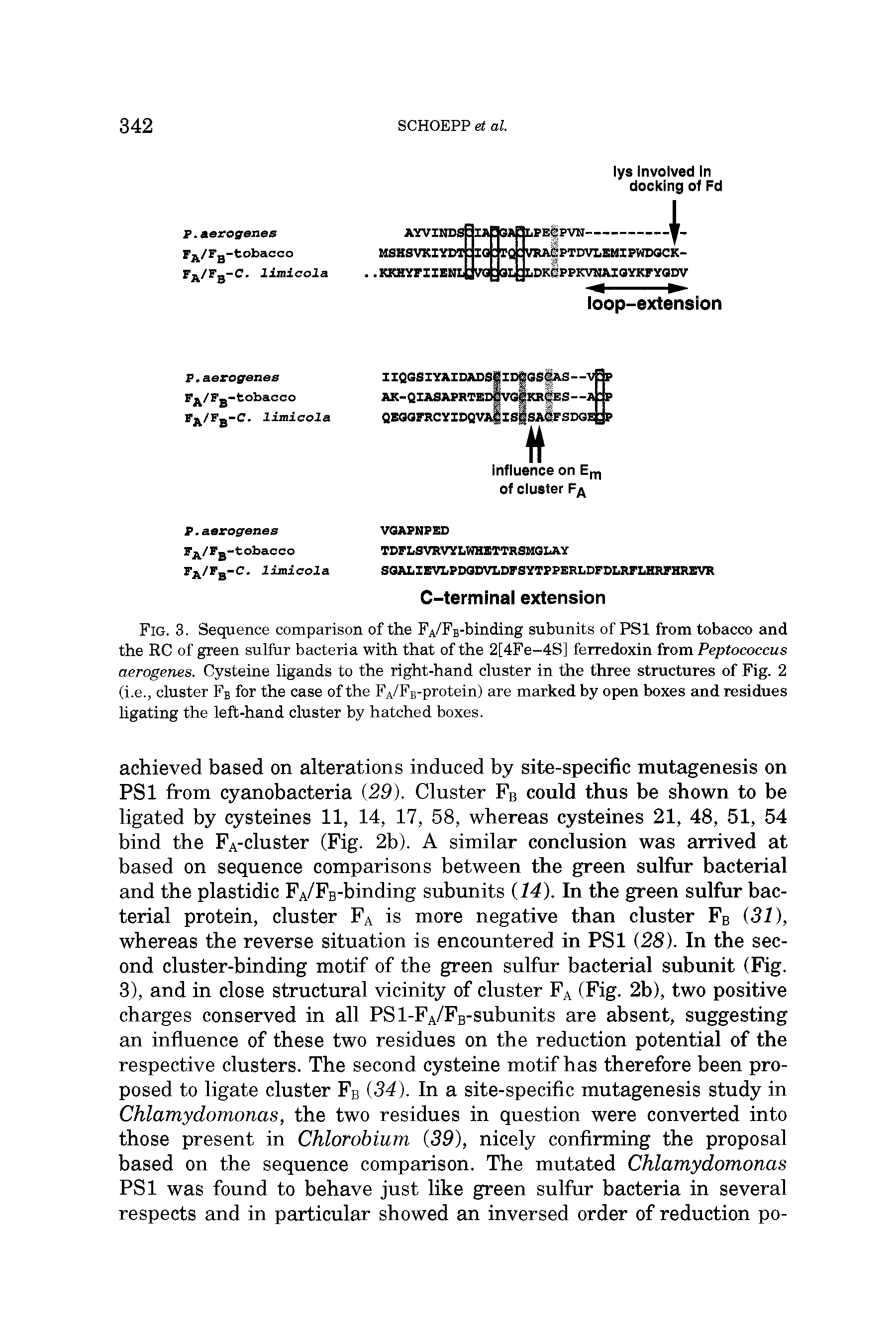 Fig. 3. Sequence comparison of the FA/FB-binding subunits of PSl from tobacco and the RC of green sulfur bacteria with that of the 2[4Fe-4S] ferredoxin from Peptococcus aerogenes. Cysteine ligands to the right-hand cluster in the three structures of Fig. 2 (i.e., cluster Fb for the case of the FA/FB-protein) are marked by open boxes Emd residues ligating the left-hand cluster by hatched boxes.