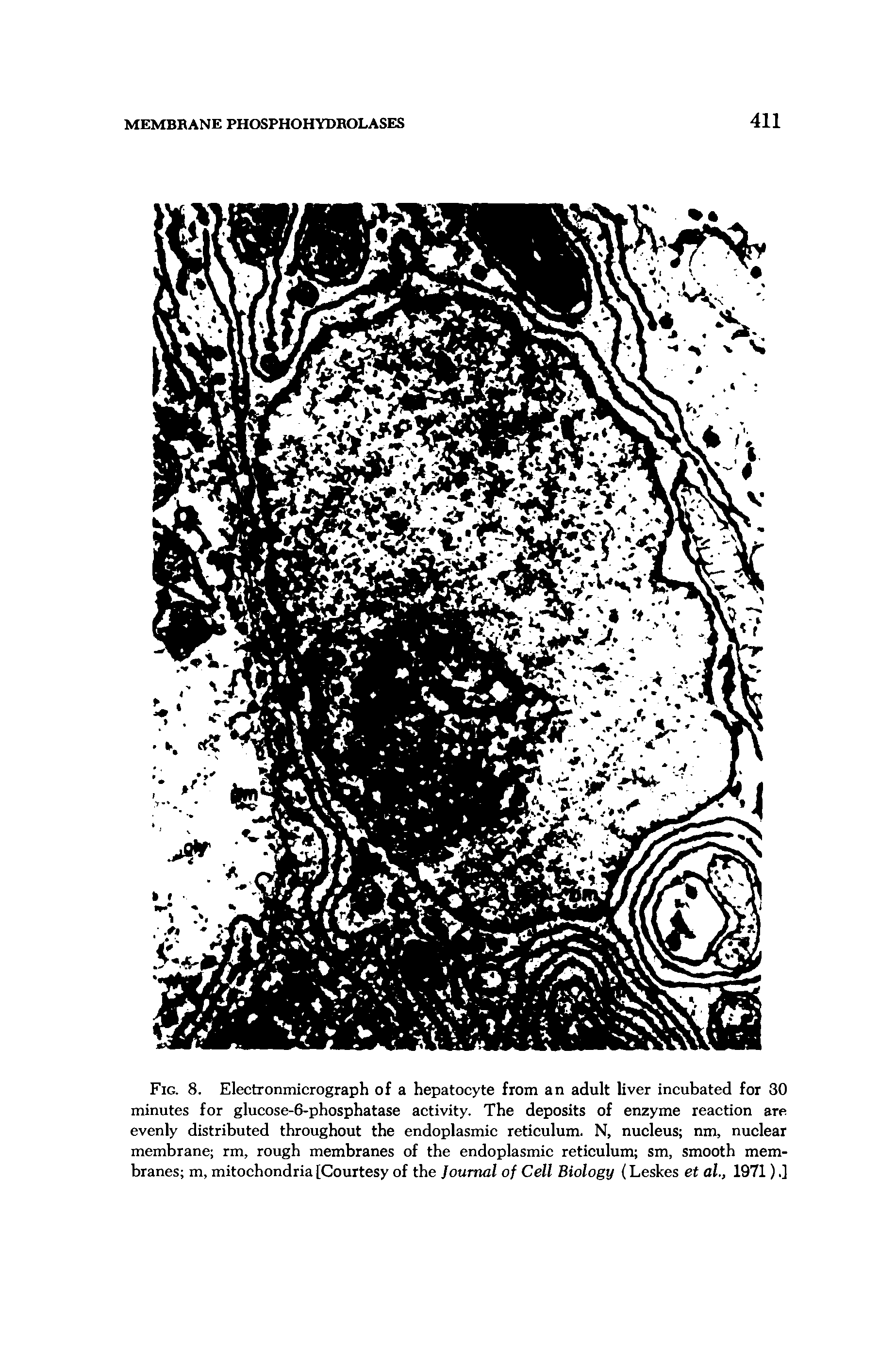 Fig. 8. Electronmicrograph of a hepatocyte from an adult liver incubated for 30 minutes for glucose-6-phosphatase activity. The deposits of enzyme reaction are evenly distributed throughout the endoplasmic reticulum. N, nucleus nm, nuclear membrane rm, rough membranes of the endoplasmic reticulum sm, smooth membranes m, mitochondria [Courtesy of the Journal of Cell Biology (Leskes et al., 1971).]...