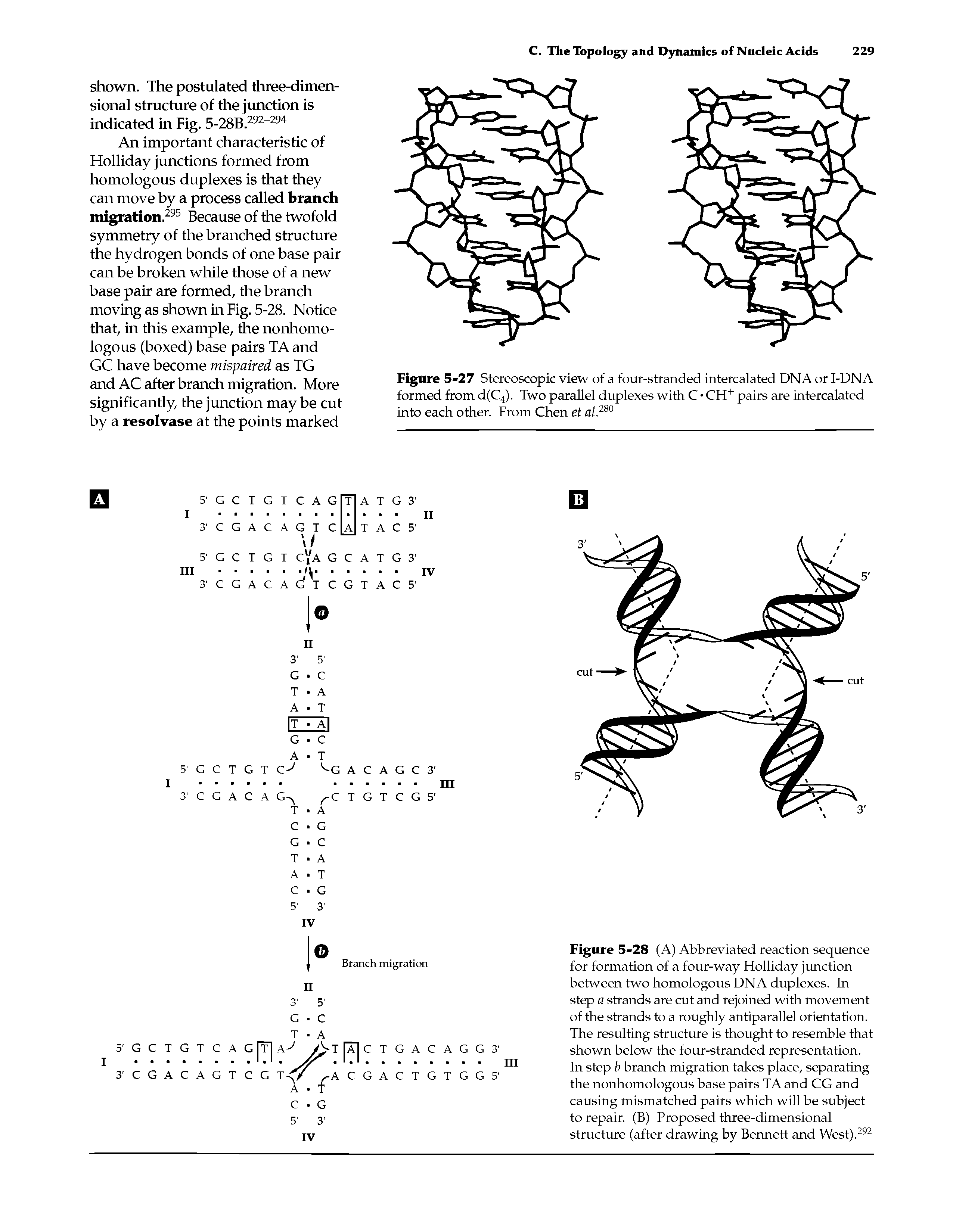 Figure 5-27 Stereoscopic view of a four-stranded intercalated DNA or I-DNA formed from d(C4). Two parallel duplexes with C CH+ pairs are intercalated into each other. From Chen et al.280...