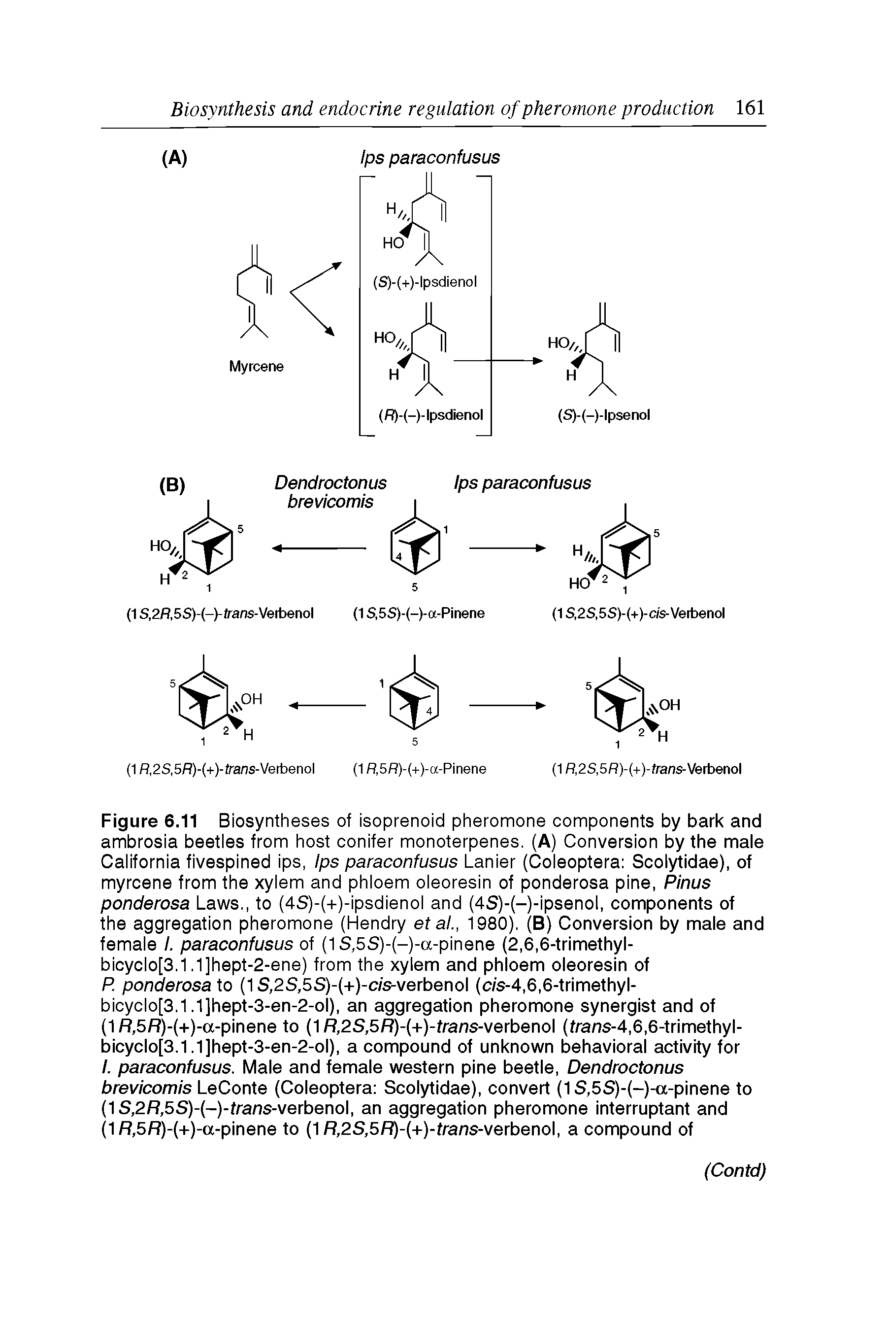 Figure 6.11 Biosyntheses of isoprenoid pheromone components by bark and ambrosia beetles from host conifer monoterpenes. (A) Conversion by the male California fivespined ips, Ips paraconfusus Lanier (Coleoptera Scolytidae), of myrcene from the xylem and phloem oleoresin of ponderosa pine, Pinus ponderosa Laws., to (4S)-(+)-ipsdienol and (4S)-(-)-ipsenol, components of the aggregation pheromone (Hendry et al., 1980). (B) Conversion by male and female I. paraconfusus of (1 S,5S)-(-)-a-pinene (2,6,6-trimethyl-bicyclo[3.1,1]hept-2-ene) from the xylem and phloem oleoresin of P. ponderosa to (1 S,2S,5S)-(+)-c/s-verbenol (c/s-4,6,6-trimethyl-bicyclo[3.1,1]hept-3-en-2-ol), an aggregation pheromone synergist and of (1 R,5R)-(+)-a-pinene to (1 fl,2S,5fl)-(+)-frans-verbenol (frans-4,6,6-trimethyl-bicyclo[3.1,1]hept-3-en-2-ol), a compound of unknown behavioral activity for /. paraconfusus. Male and female western pine beetle, Dendroctonus brevicomis LeConte (Coleoptera Scolytidae), convert (1 S,5S)-(-)-a-pinene to (1S,2ft,5S)-(-)-frans-verbenol, an aggregation pheromone interruptant and (1R,5R)-(+)-a-pinene to (1 R,2S,5R)-(+)-frans-verbenol, a compound of...