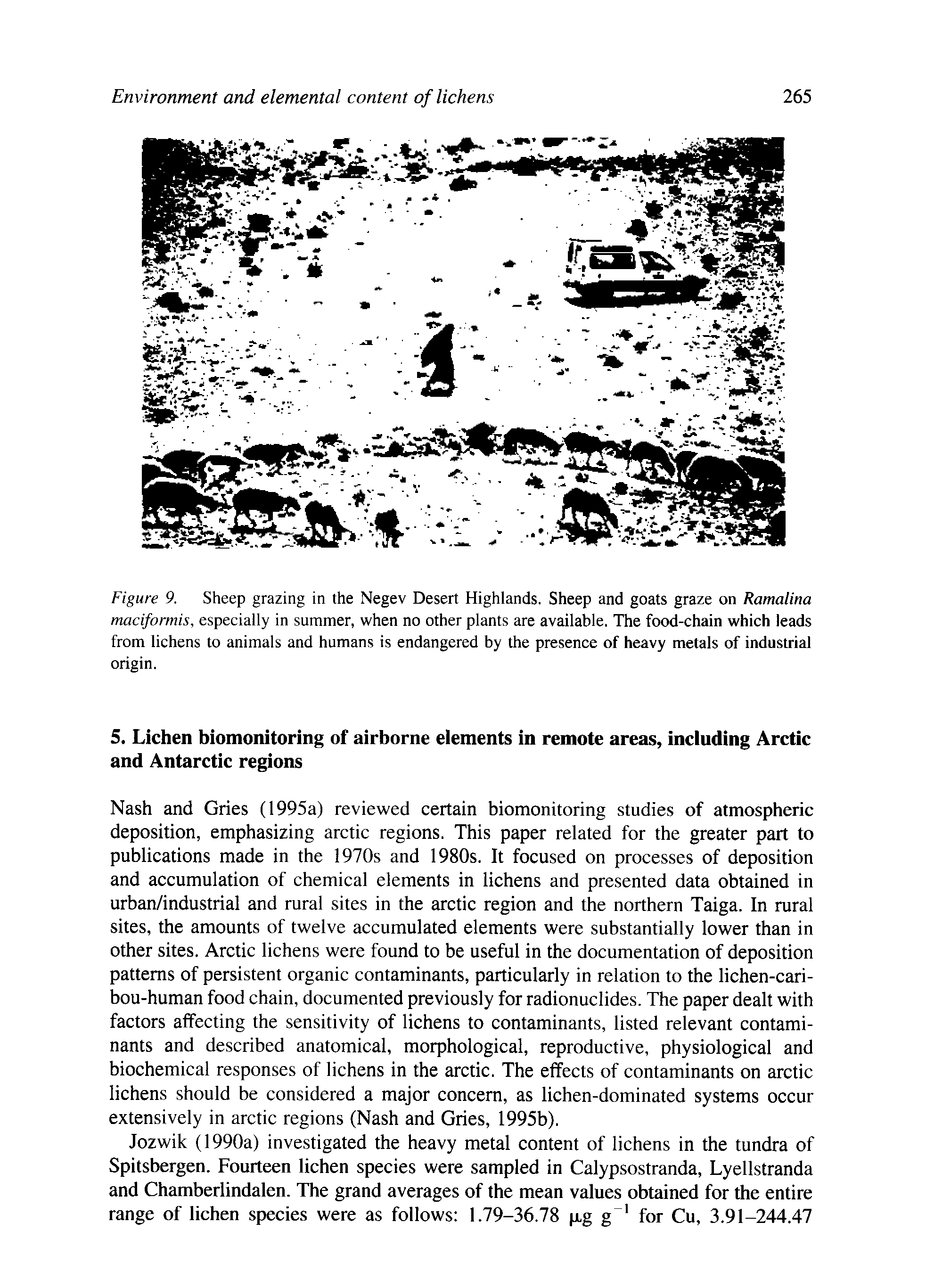 Figure 9. Sheep grazing in the Negev Desert Highlands. Sheep and goats graze on Ramalina maciformis, especially in summer, when no other plants are available. The food-chain which leads from lichens to animals and humans is endangered by the presence of heavy metals of industrial origin.