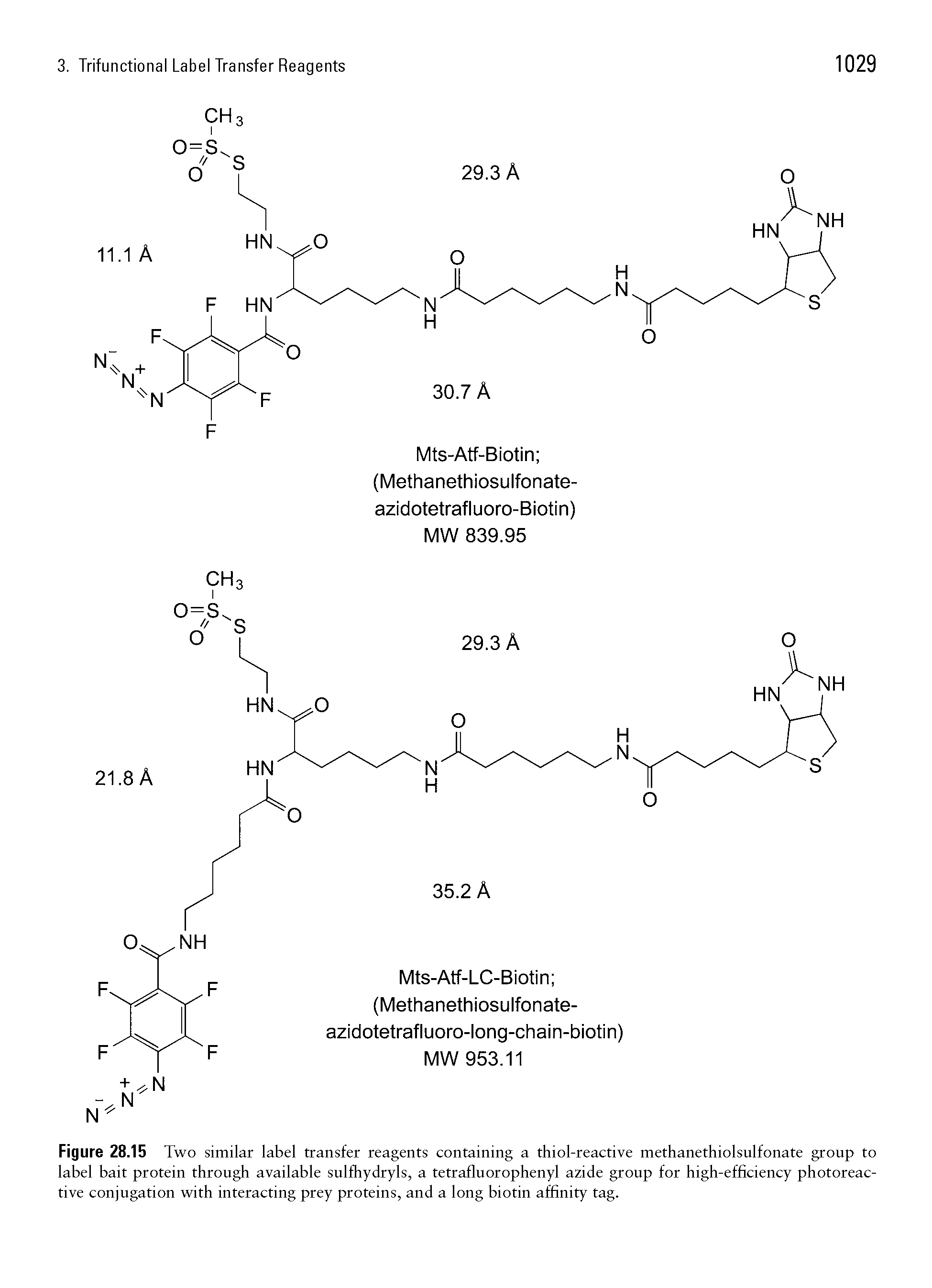 Figure 28.15 Two similar label transfer reagents containing a thiol-reactive methanethiolsulfonate group to label bait protein through available sulfhydryls, a tetrafluorophenyl azide group for high-efficiency photoreac-tive conjugation with interacting prey proteins, and a long biotin affinity tag.