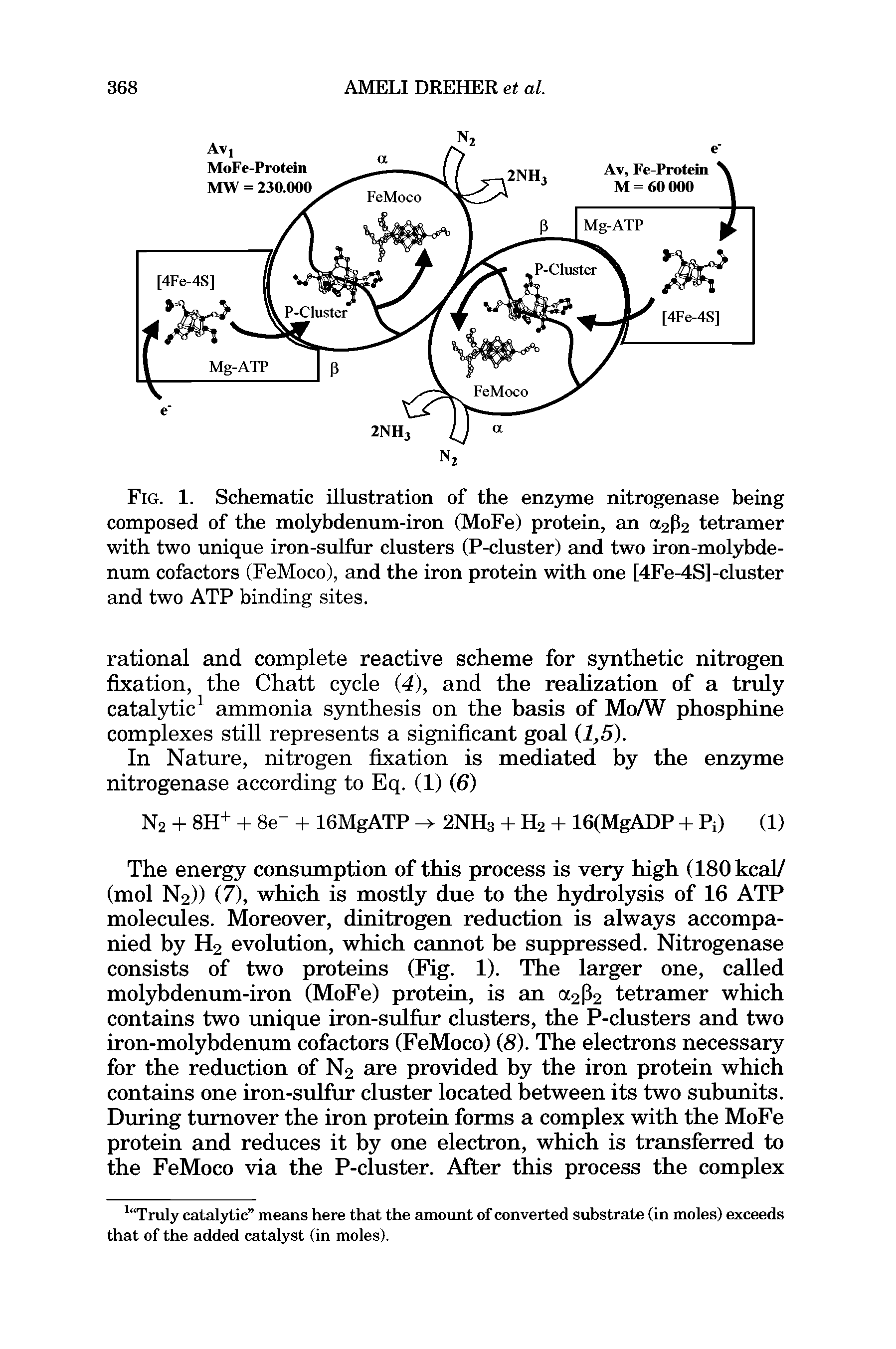 Fig. 1. Schematic illustration of the enzyme nitrogenase being composed of the molybdenum-iron (MoFe) protein, an oc2p2 tetramer with two unique iron-sulfur clusters (P-cluster) and two iron-molybdenum cofactors (FeMoco), and the iron protein with one [4Fe-4S]-cluster and two ATP binding sites.