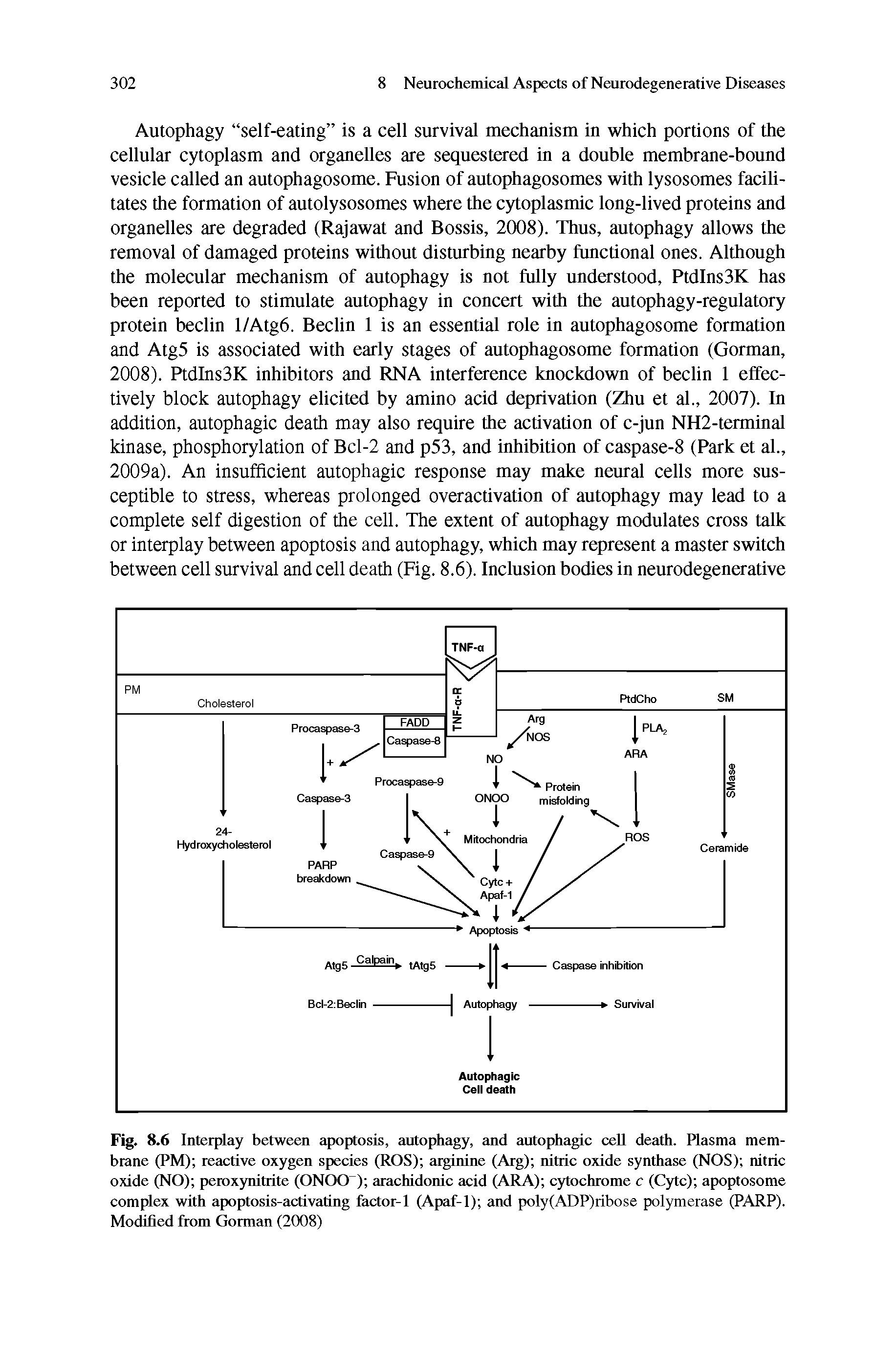 Fig. 8.6 Interplay between apoptosis, autophagy, and autophagic ceU death. Plasma membrane (PM) reactive oxygen species (ROS) aiginine (Arg) nitric oxide synthase (NOS) nitric oxide (NO) peroxynitrite (ONOO ) arachidonic acid (ARA) cytochrome c (Cytc) apoptosome complex with apoptosis-activating factor-1 (Apaf-1) and poly(ADP)ribose polymerase (PARP). Modified from Gorman (2008)...