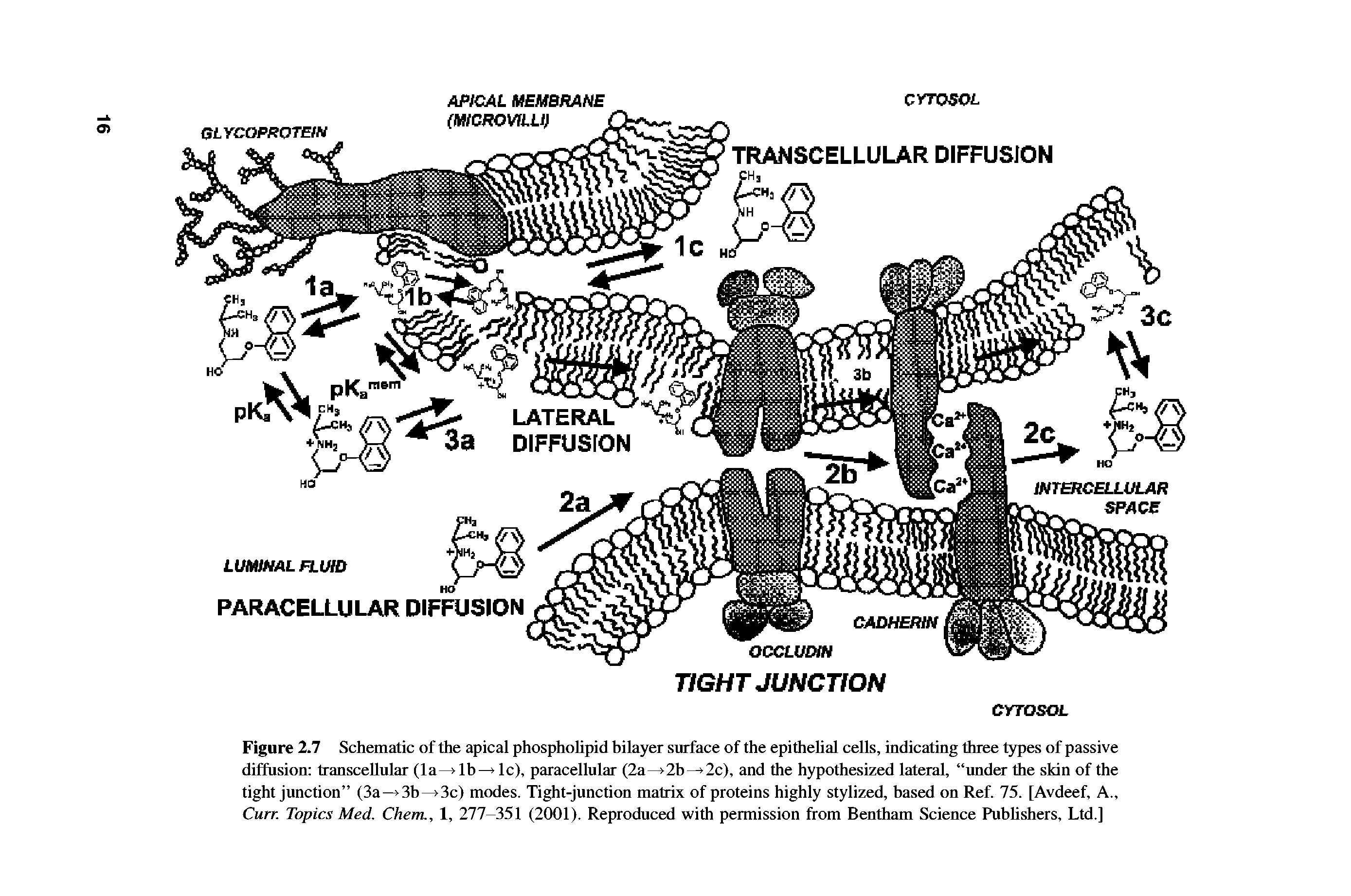 Figure 2.7 Schematic of the apical phospholipid hilayer surface of the epithelial cells, indicating three types of passive diffusion transcellular (la > 1 b 1 c), paracellular (2a >2b 2c), and the hypothesized lateral, under the skin of the tight junction (3a—> 3b—> 3c) modes. Tight-junction matrix of proteins highly stylized, based on Ref. 75. [Avdeef, A., Curr. Topics Med. Chem., 1, 277-351 (2001). Reproduced with permission from Bentham Science Publishers, Ltd.]...