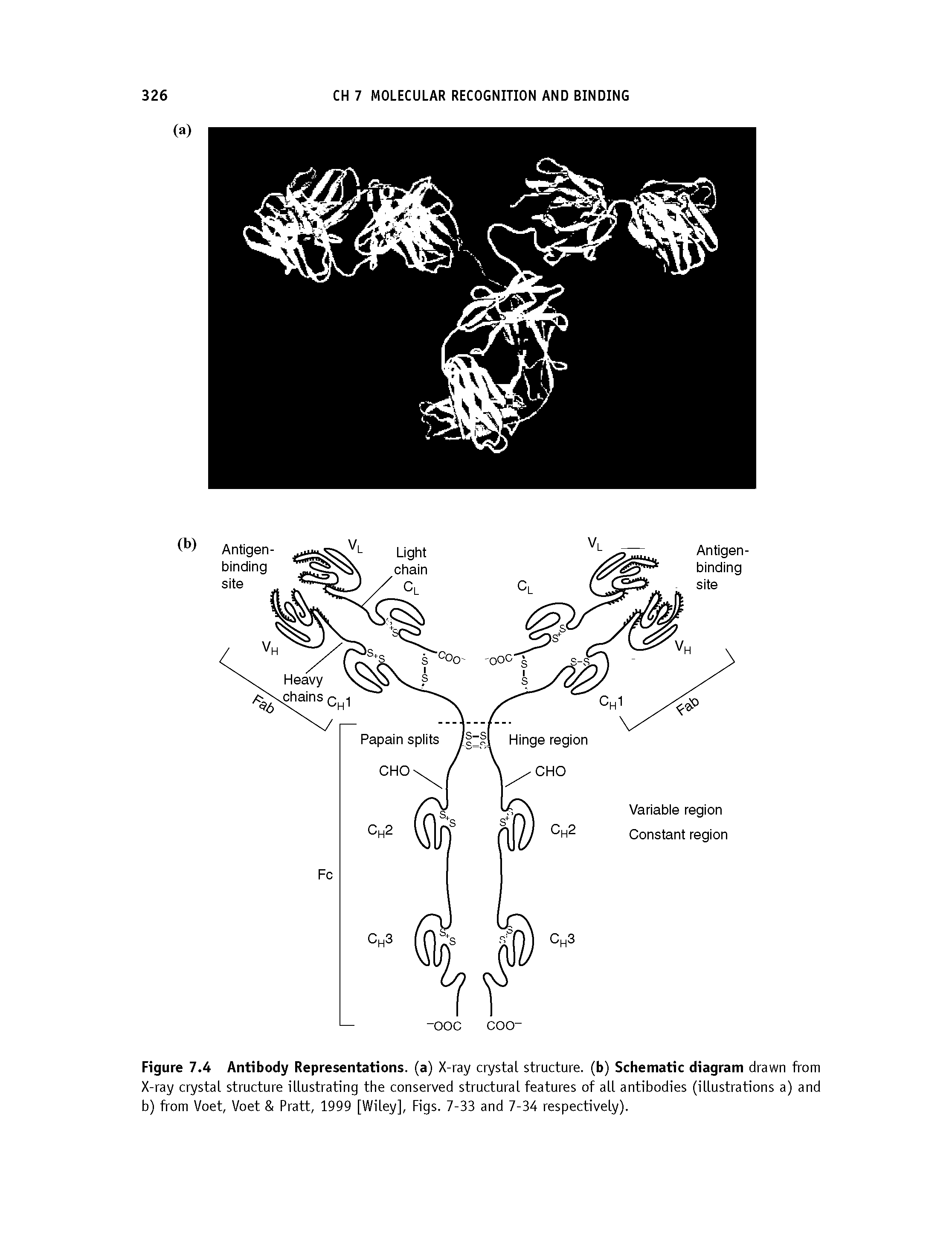 Figure 7.4 Antibody Representations, (a) X-ray crystal structure, (b) Schematic diagram drawn from X-ray crystal structure illustrating the conserved structural features of all antibodies (illustrations a) and b) from Voet, Voet Pratt, 1999 [Wiley], Figs. 7-33 and 7-34 respectively).